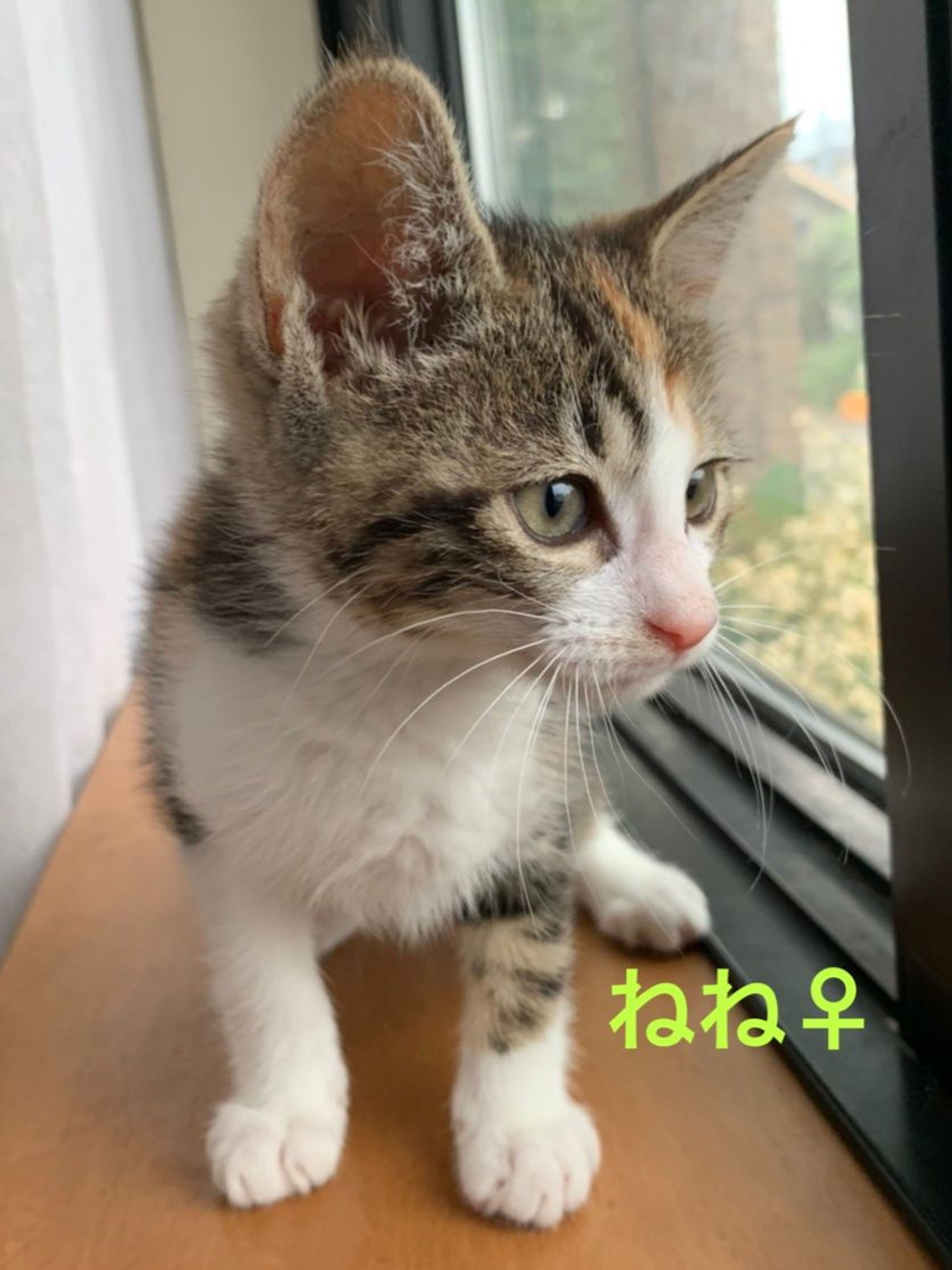pet-image-6