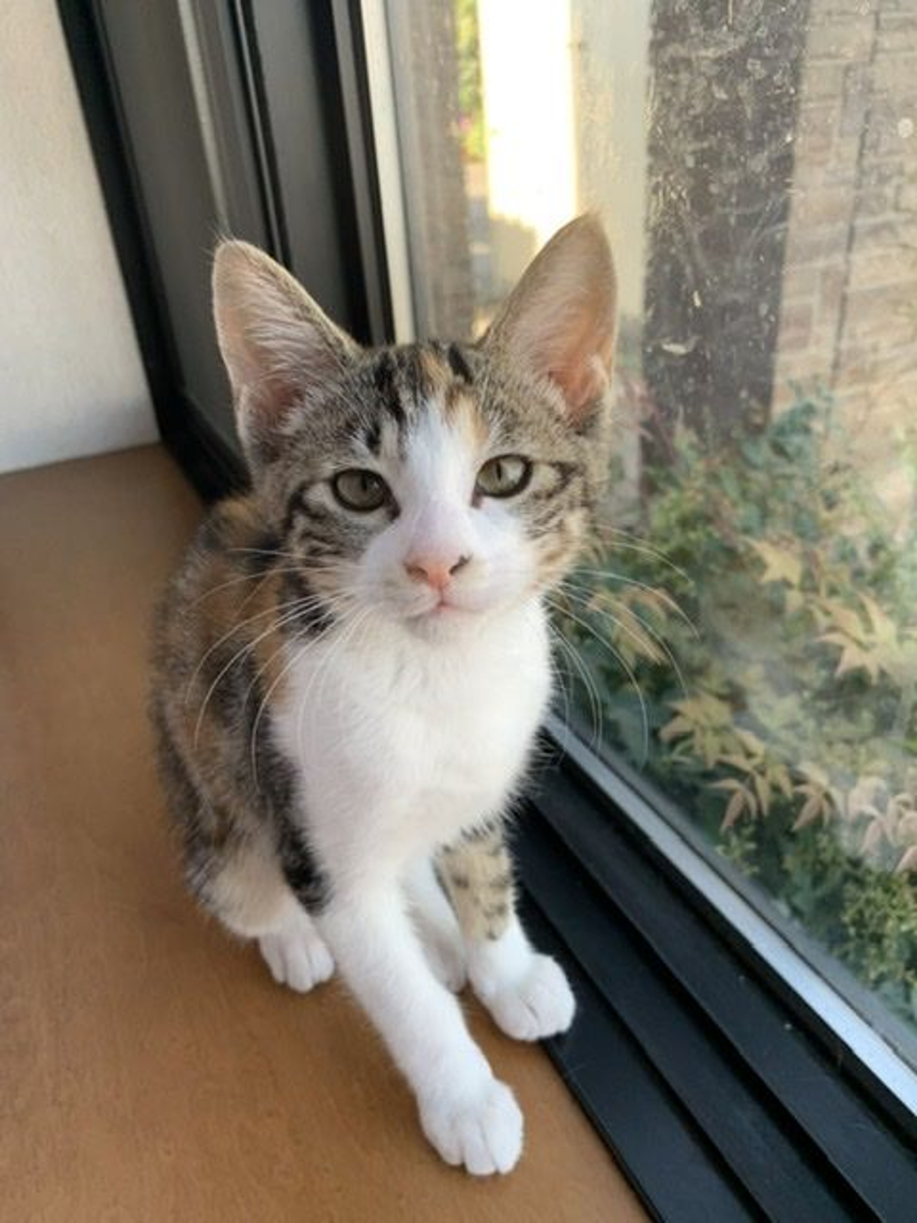 pet-image-3