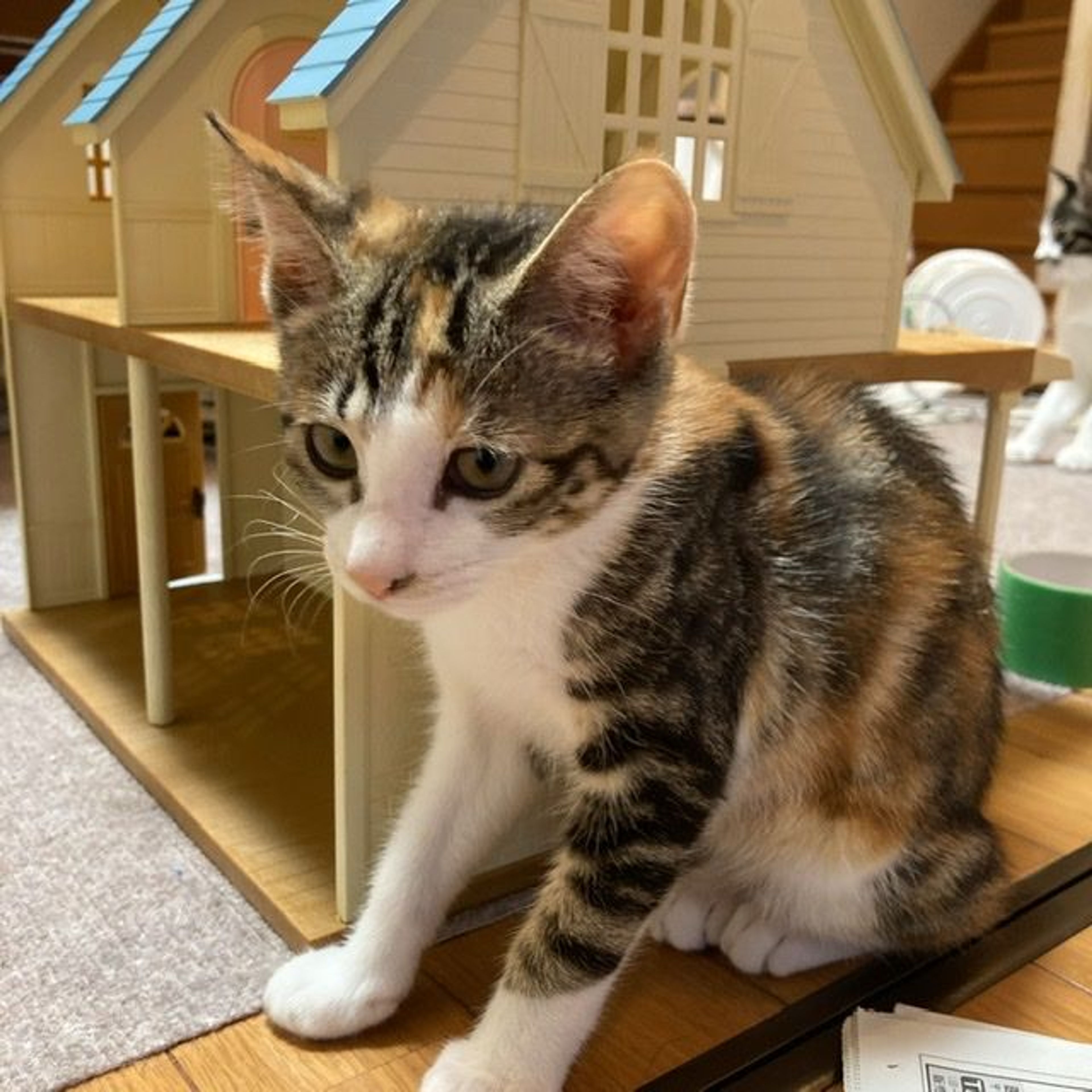 pet-image-5