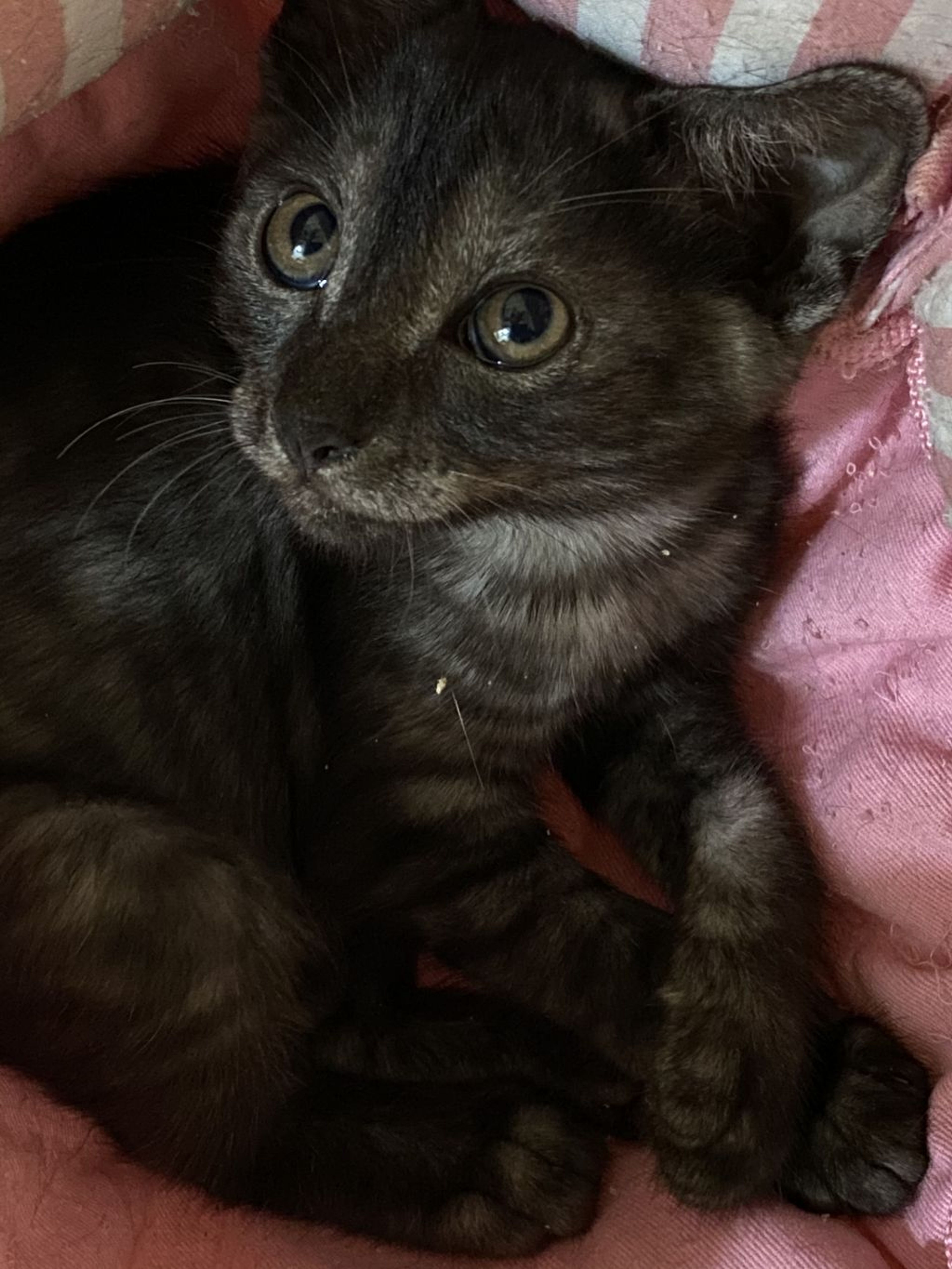 pet-image-3