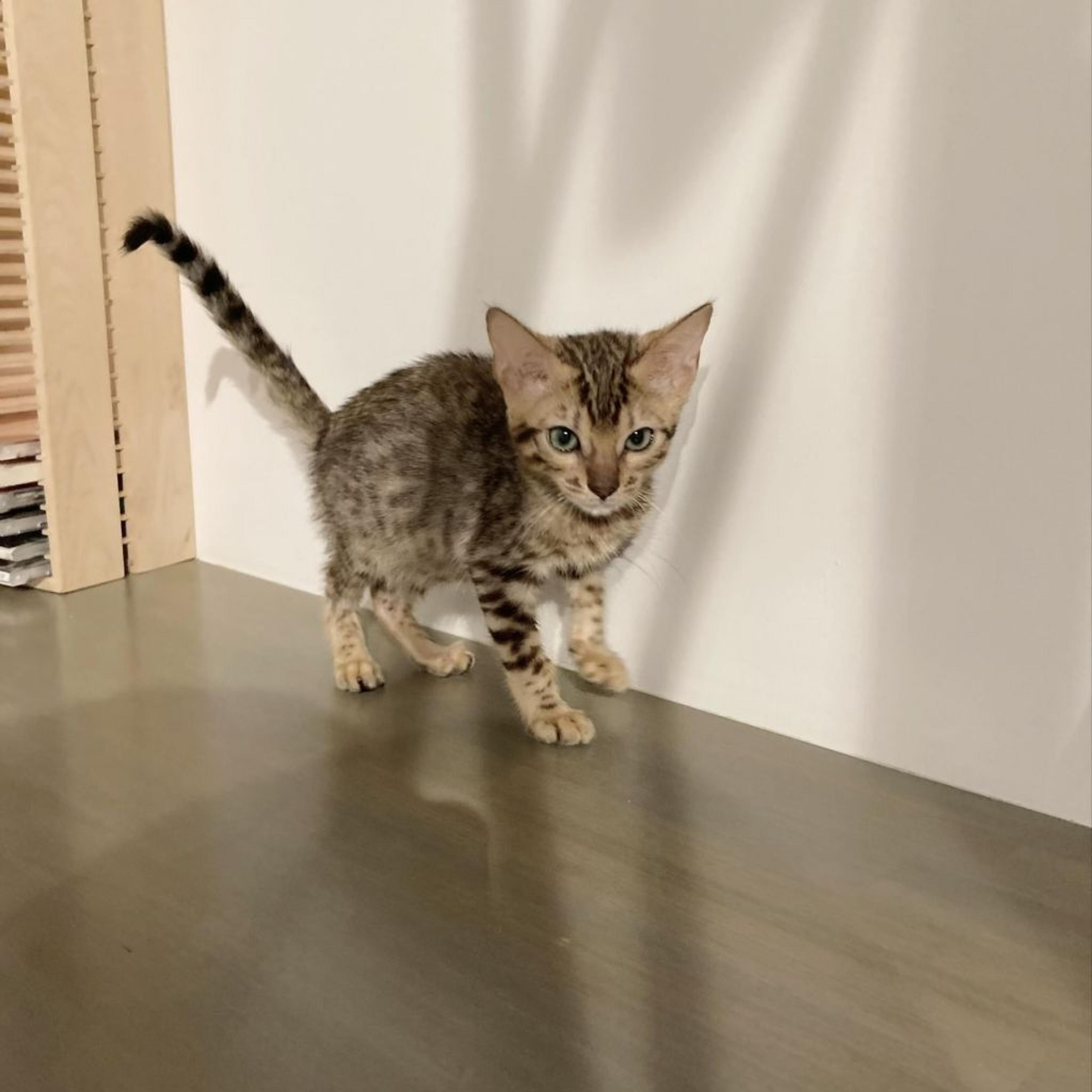 pet-image-4