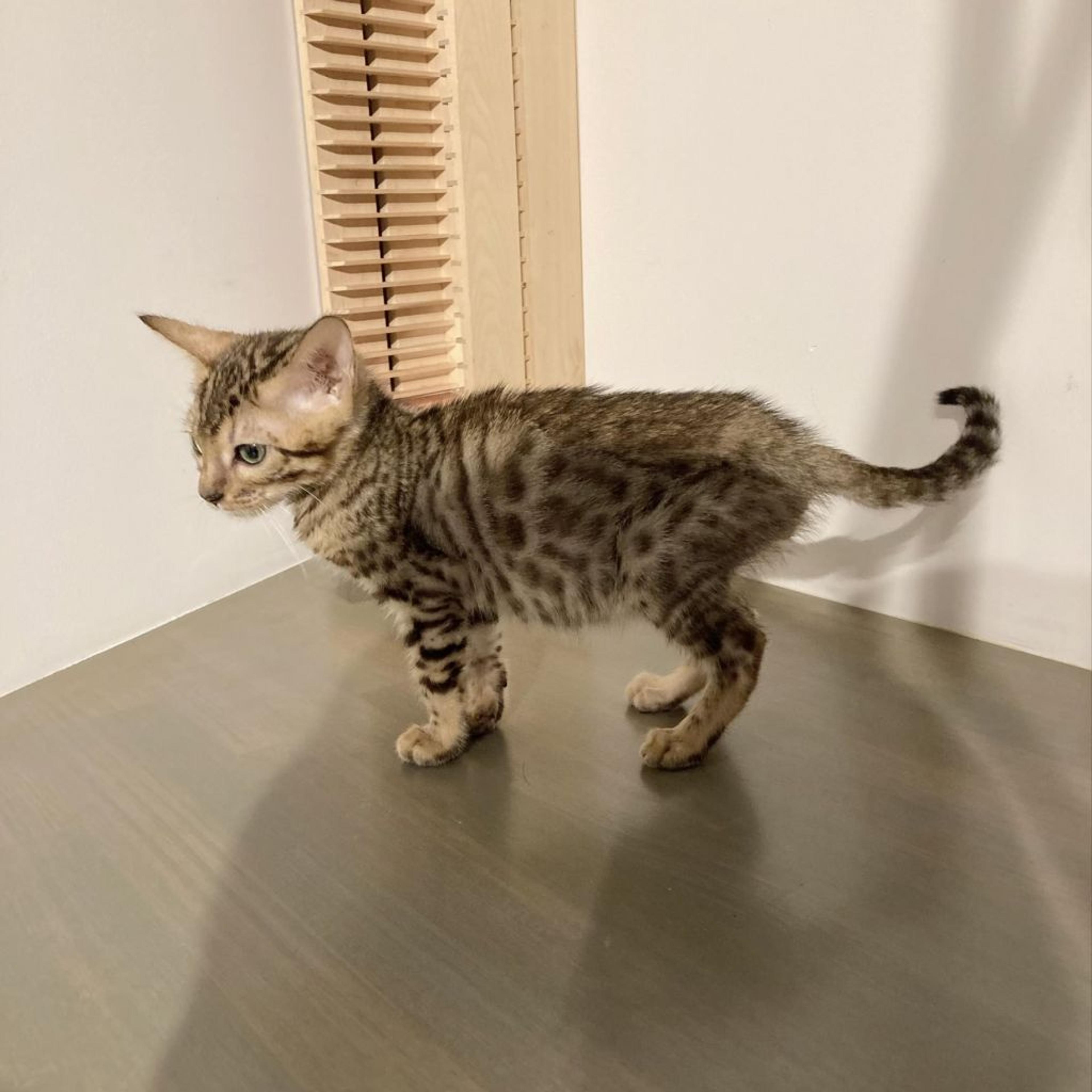 pet-image-5