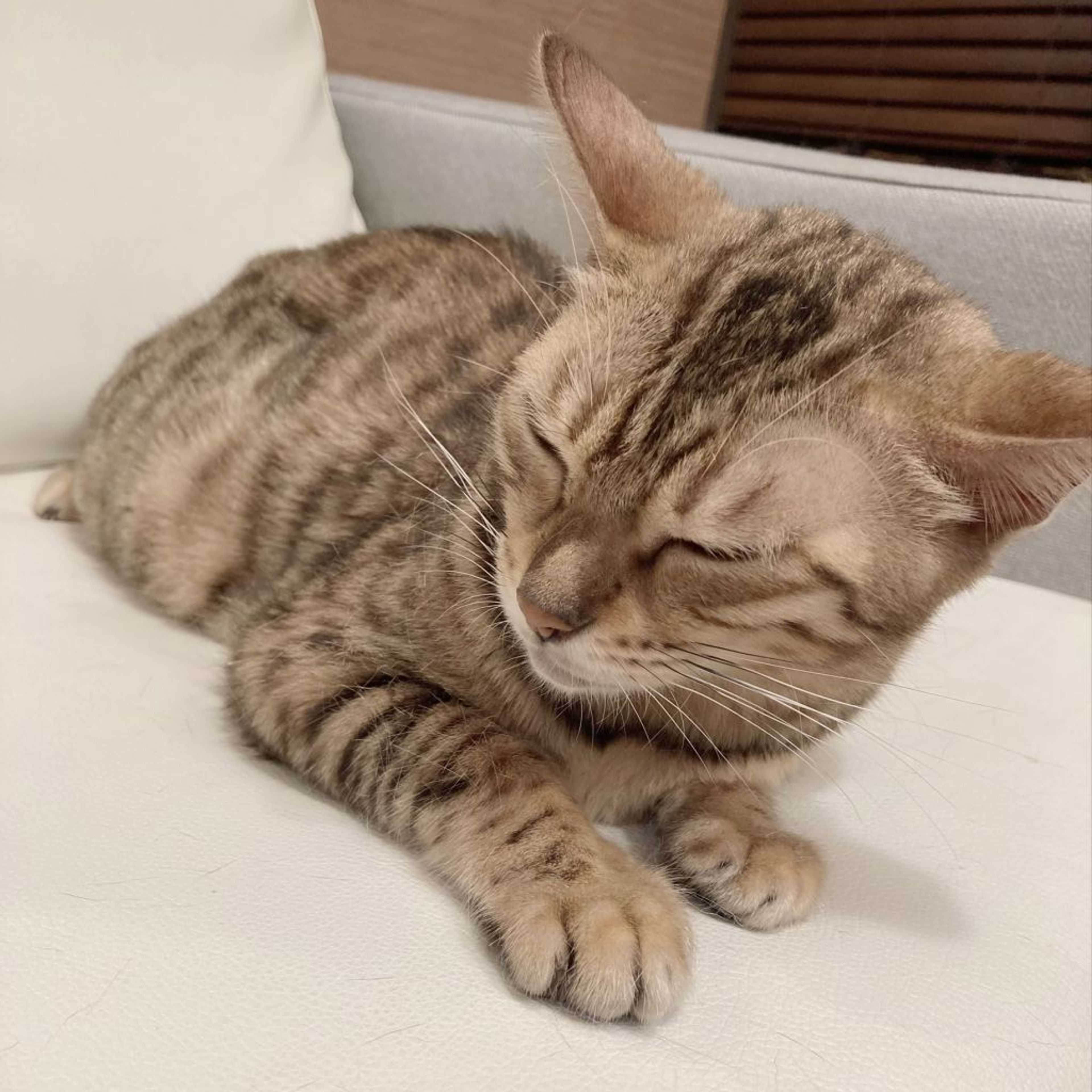 pet-image-3