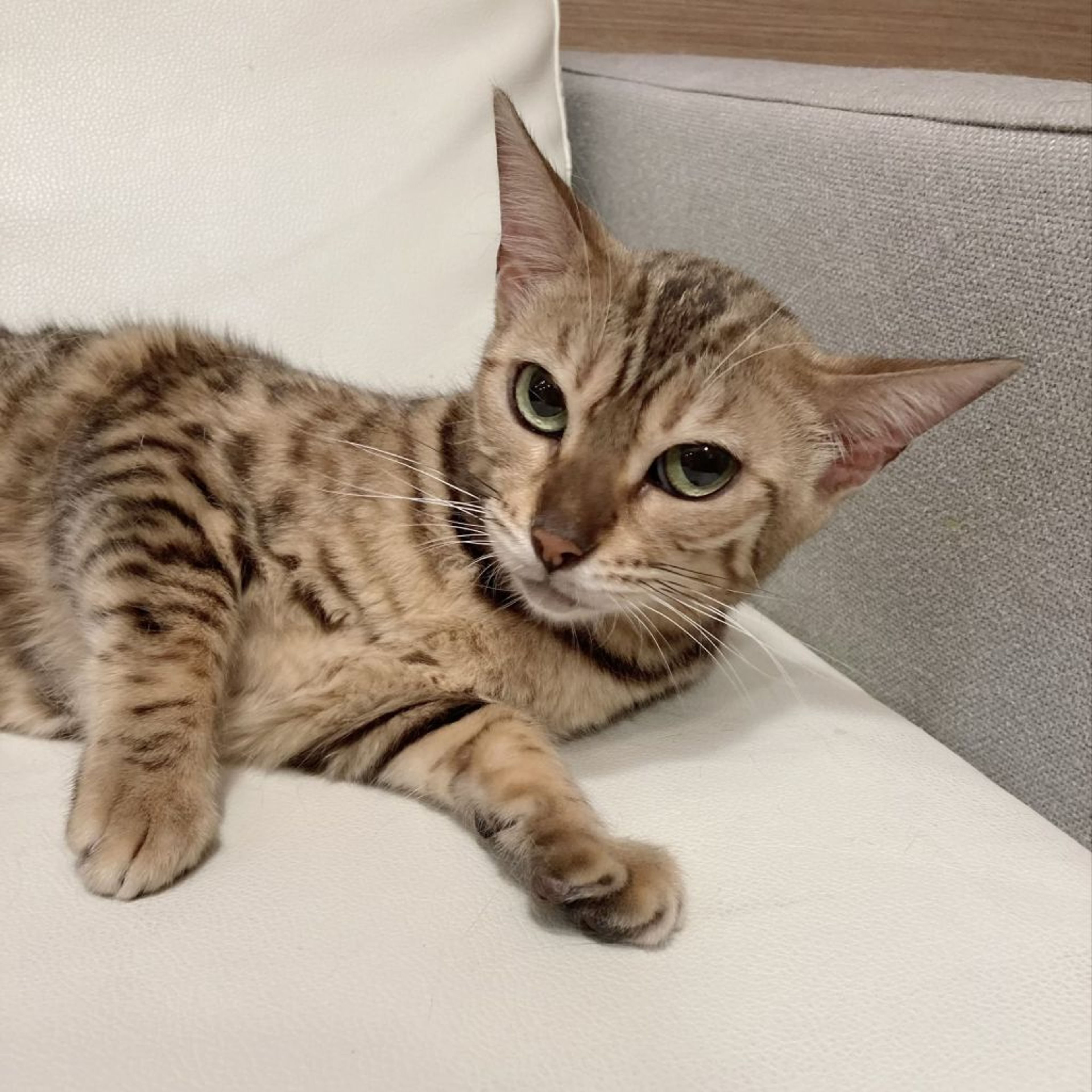 pet-image-4