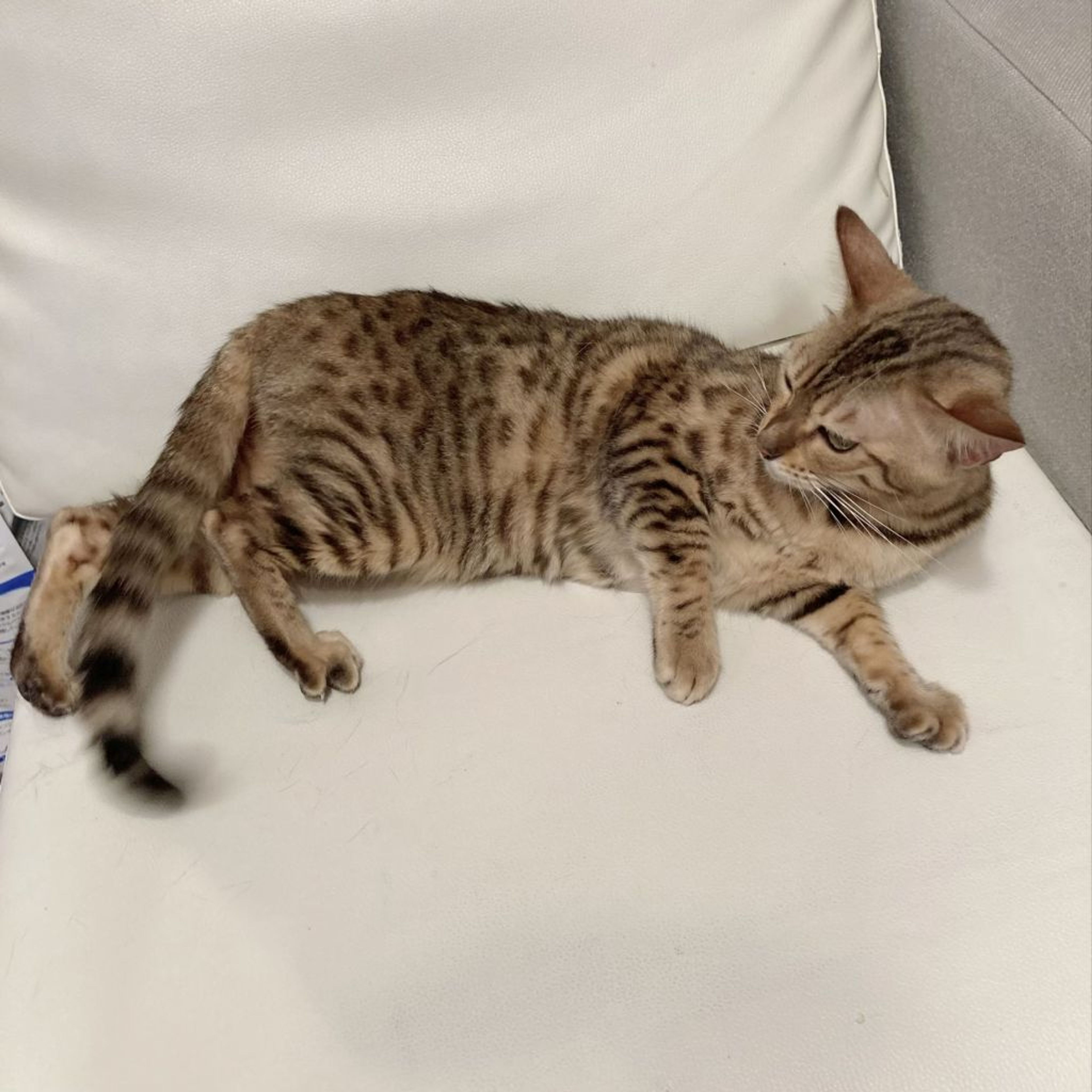 pet-image-5