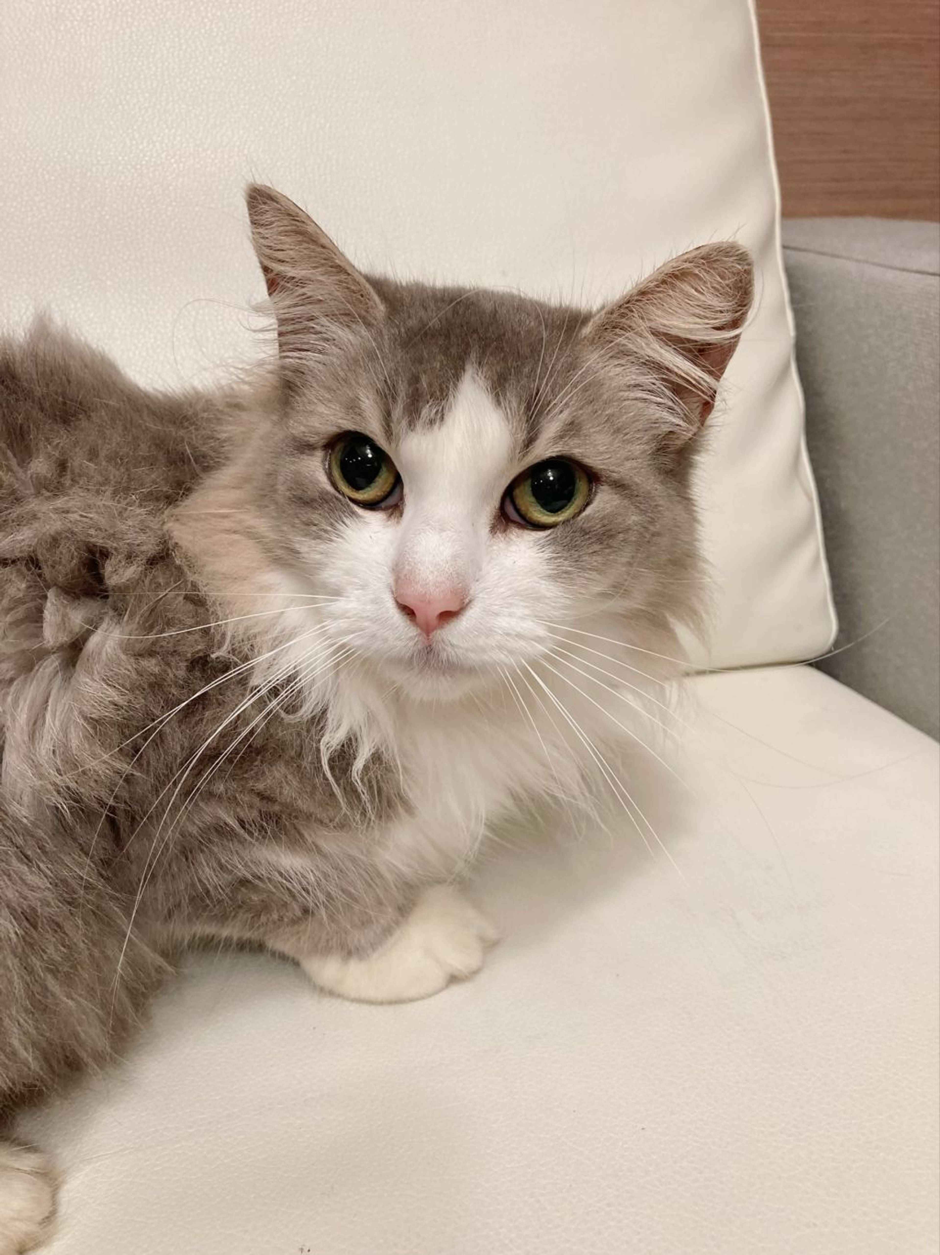 ノルウェージャンフォレストキャット・メスの里親募集の写真
