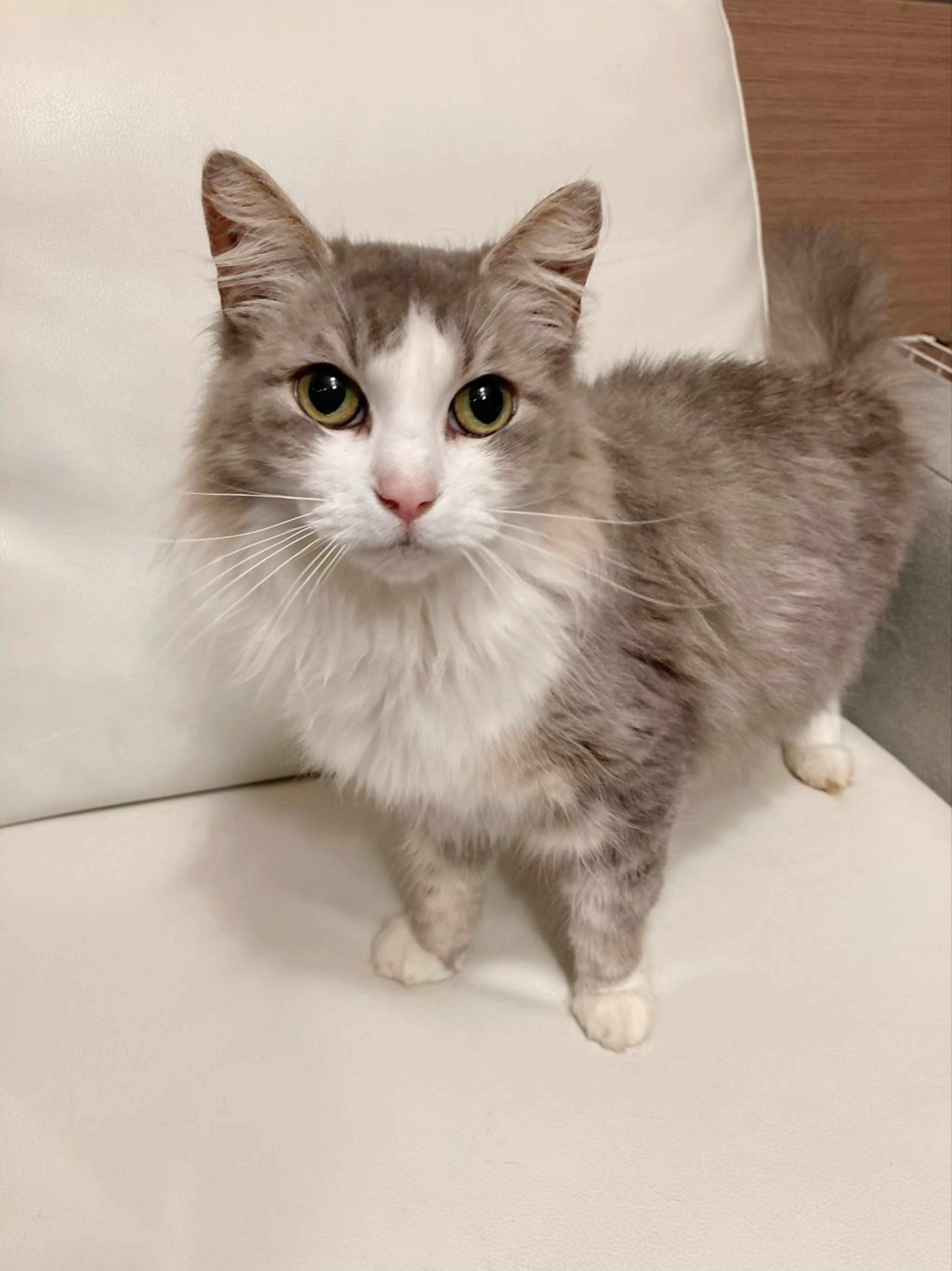 pet-image-2