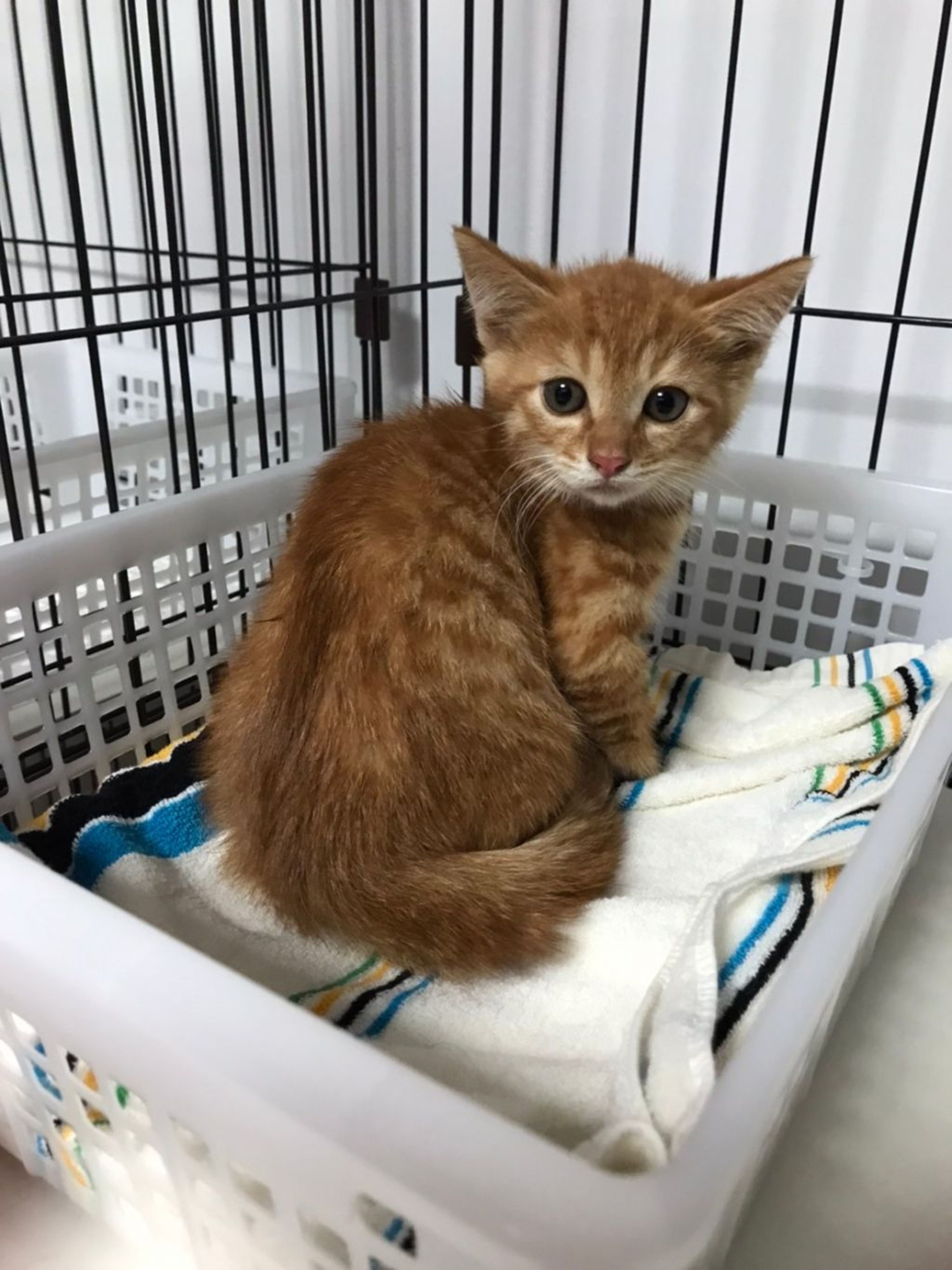 pet-image-2