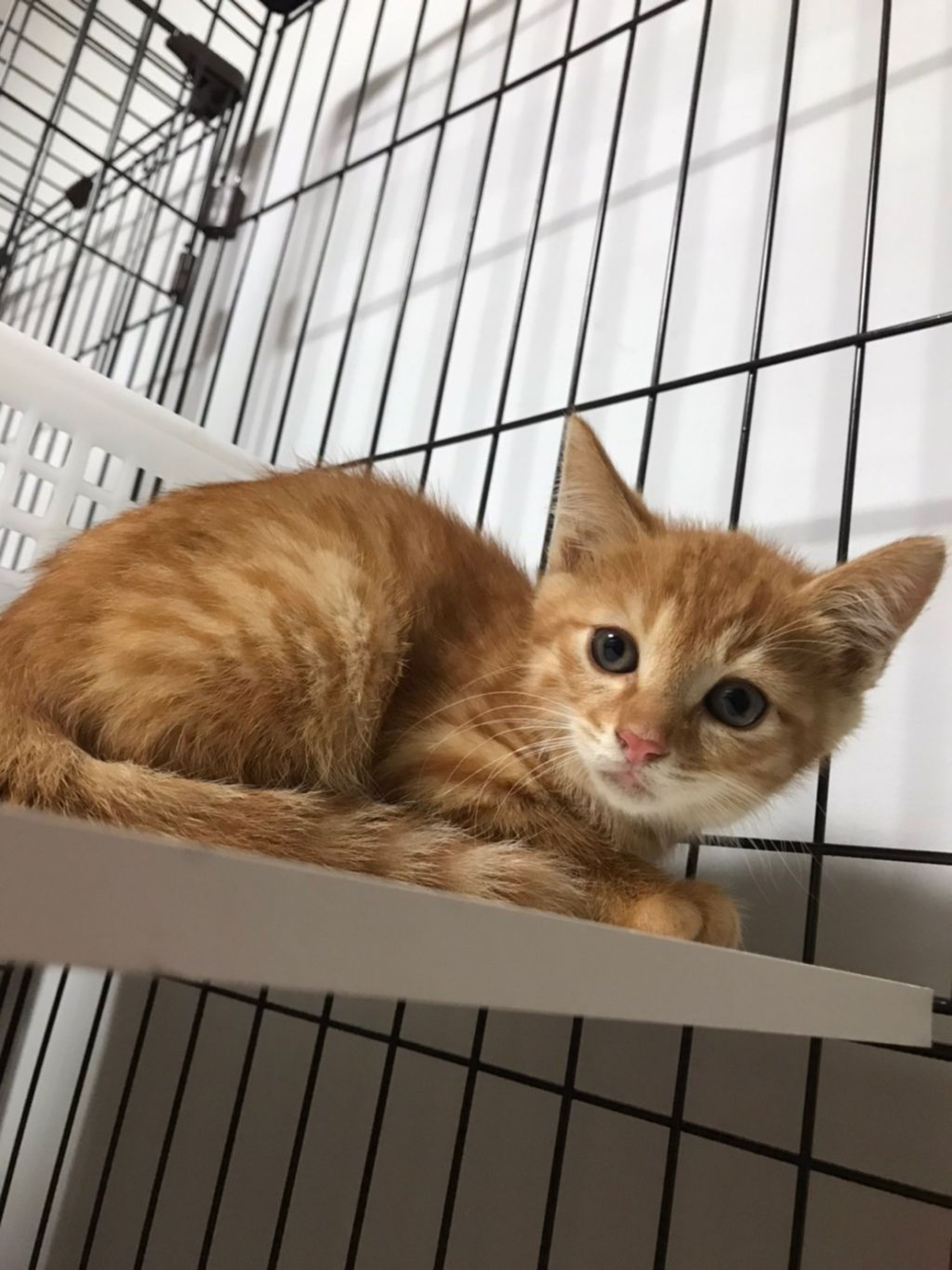 pet-image-3