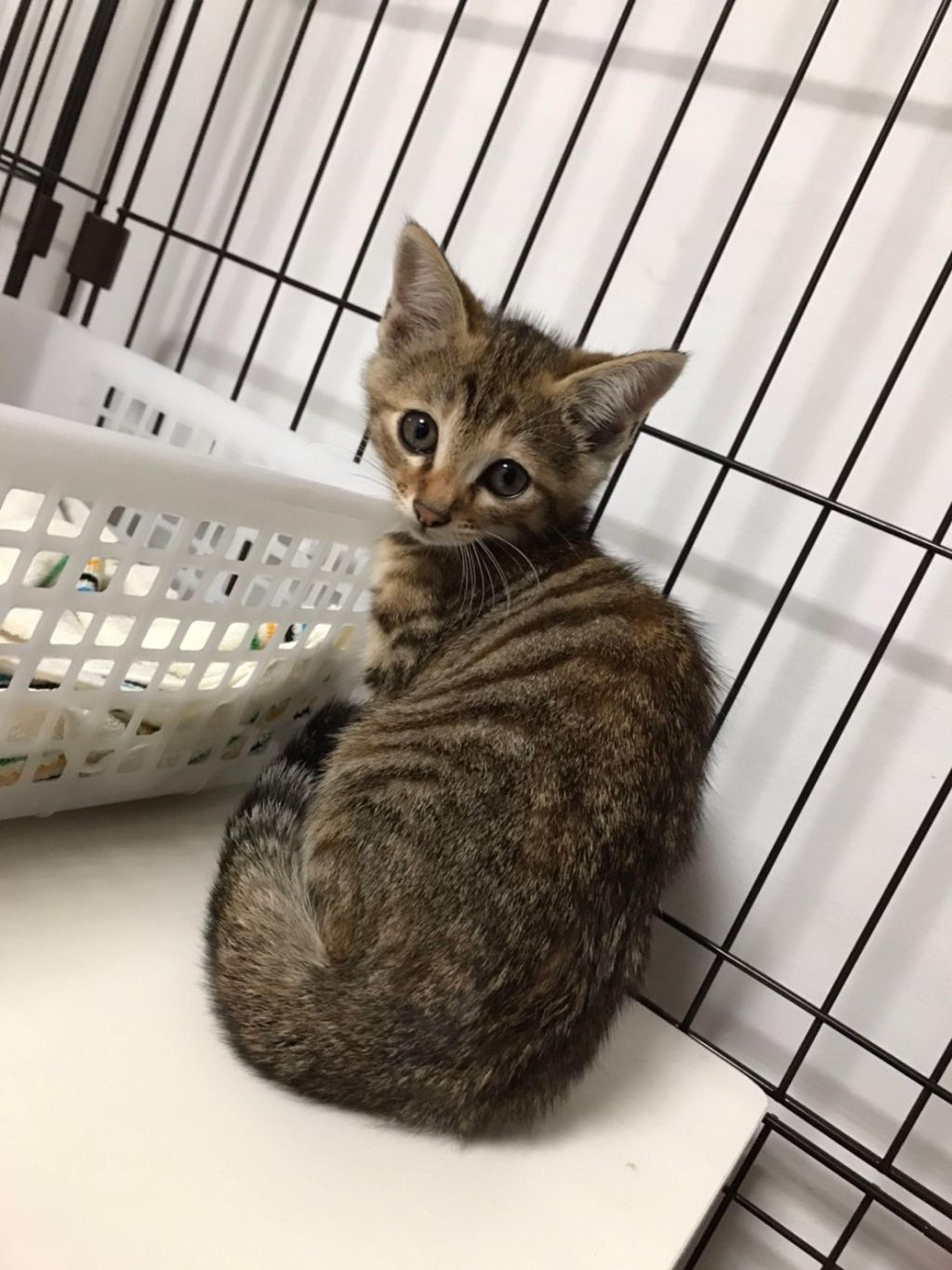 pet-image-2
