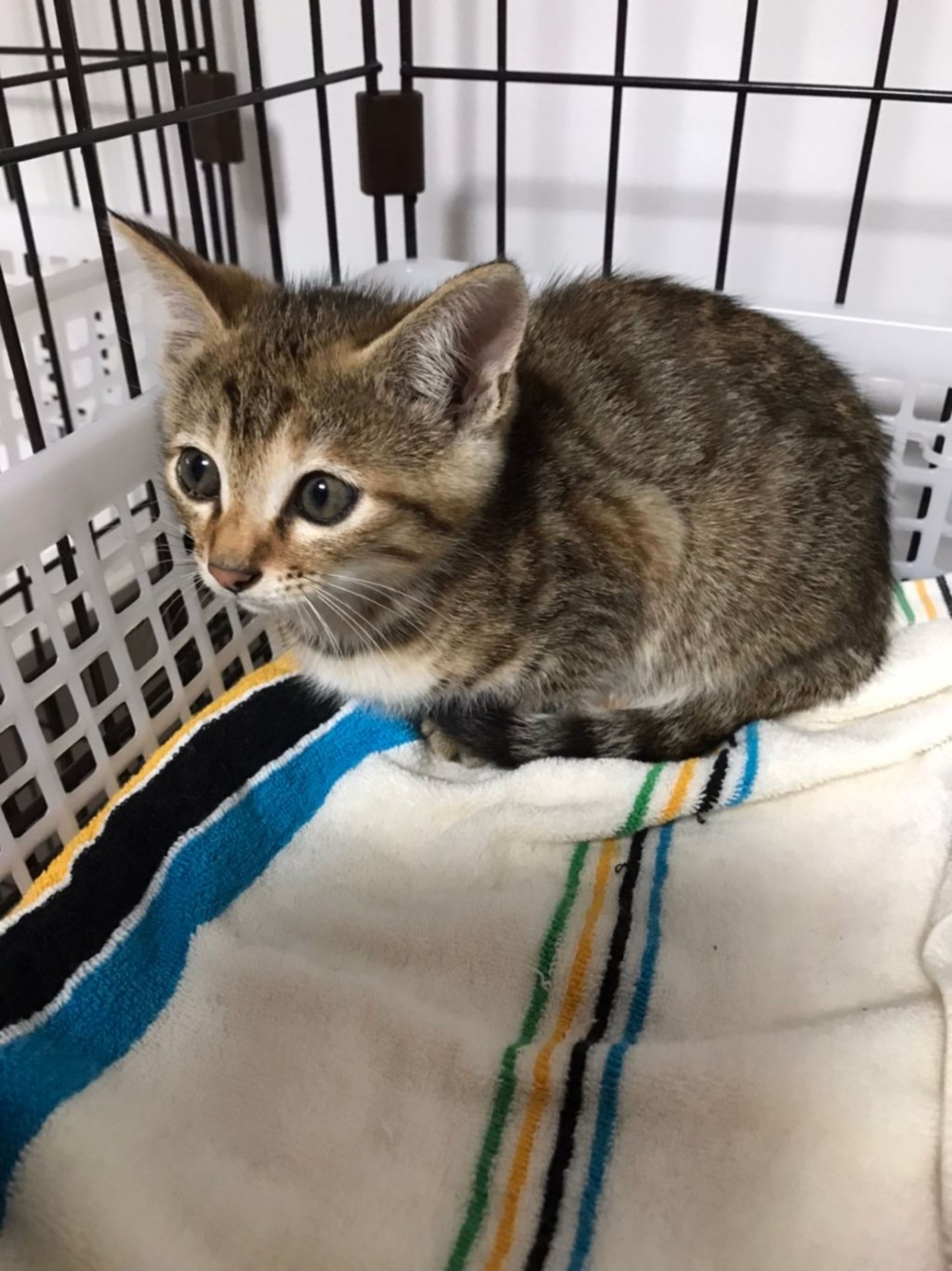 pet-image-3