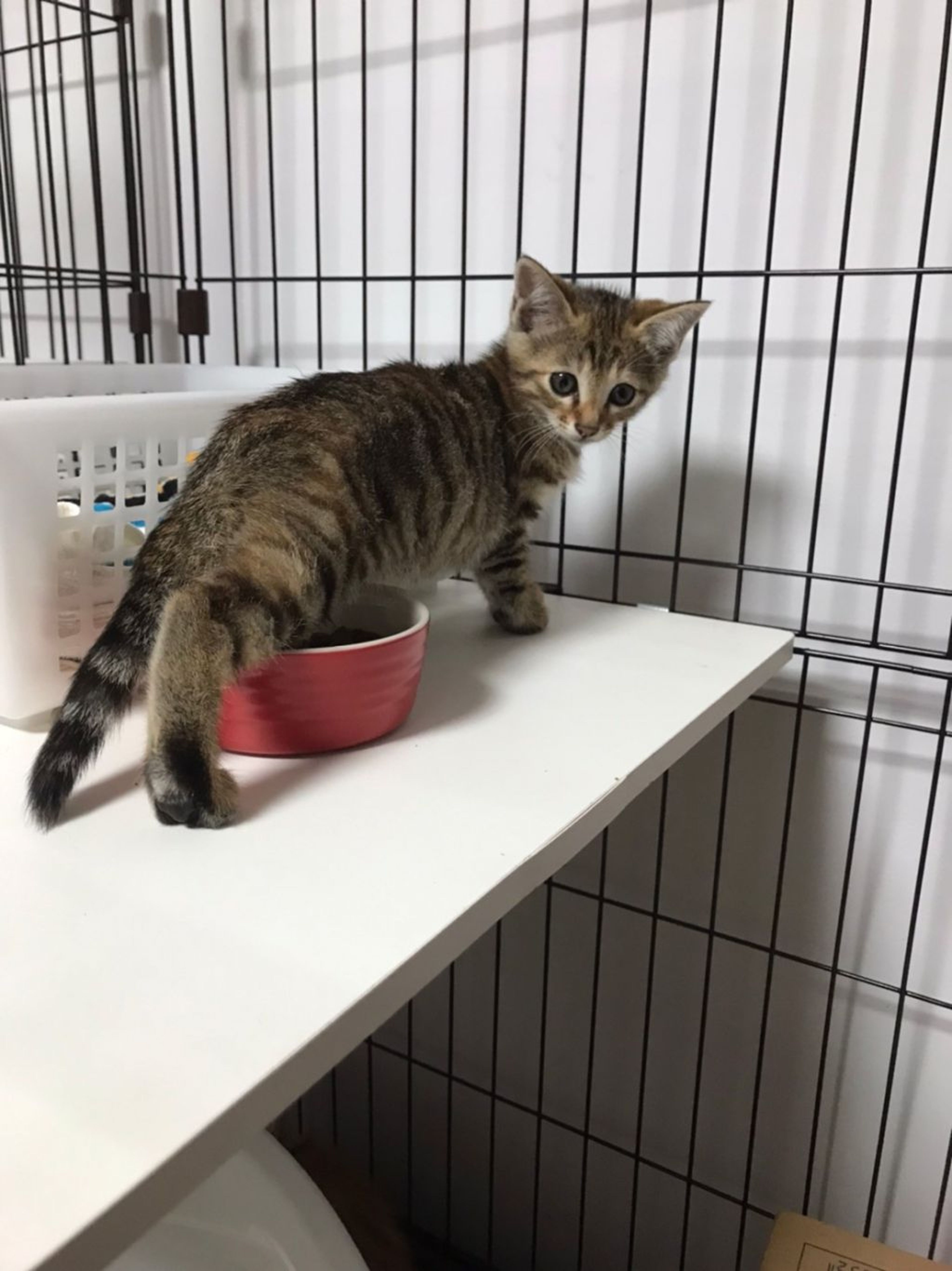 pet-image-4