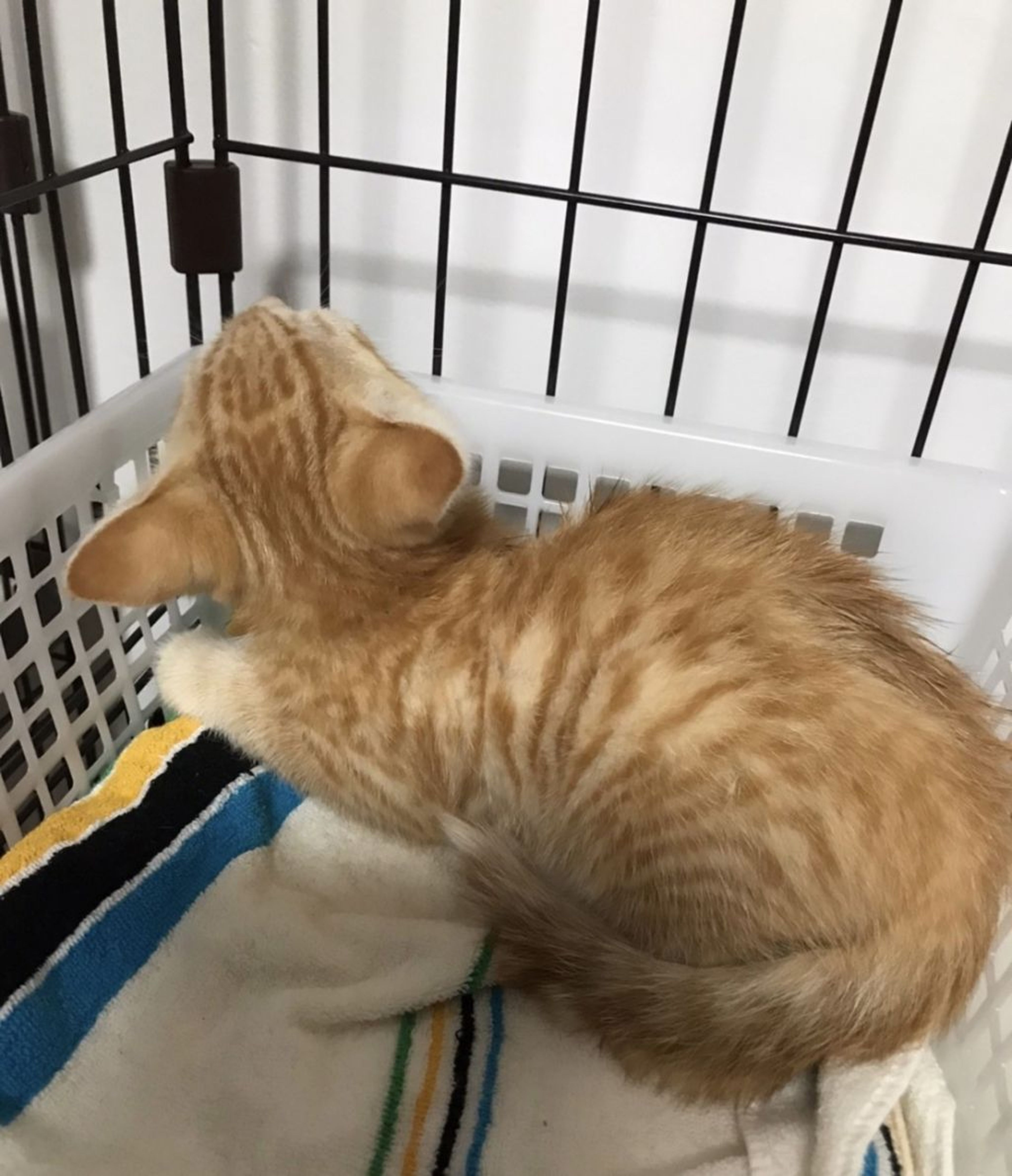 pet-image-3