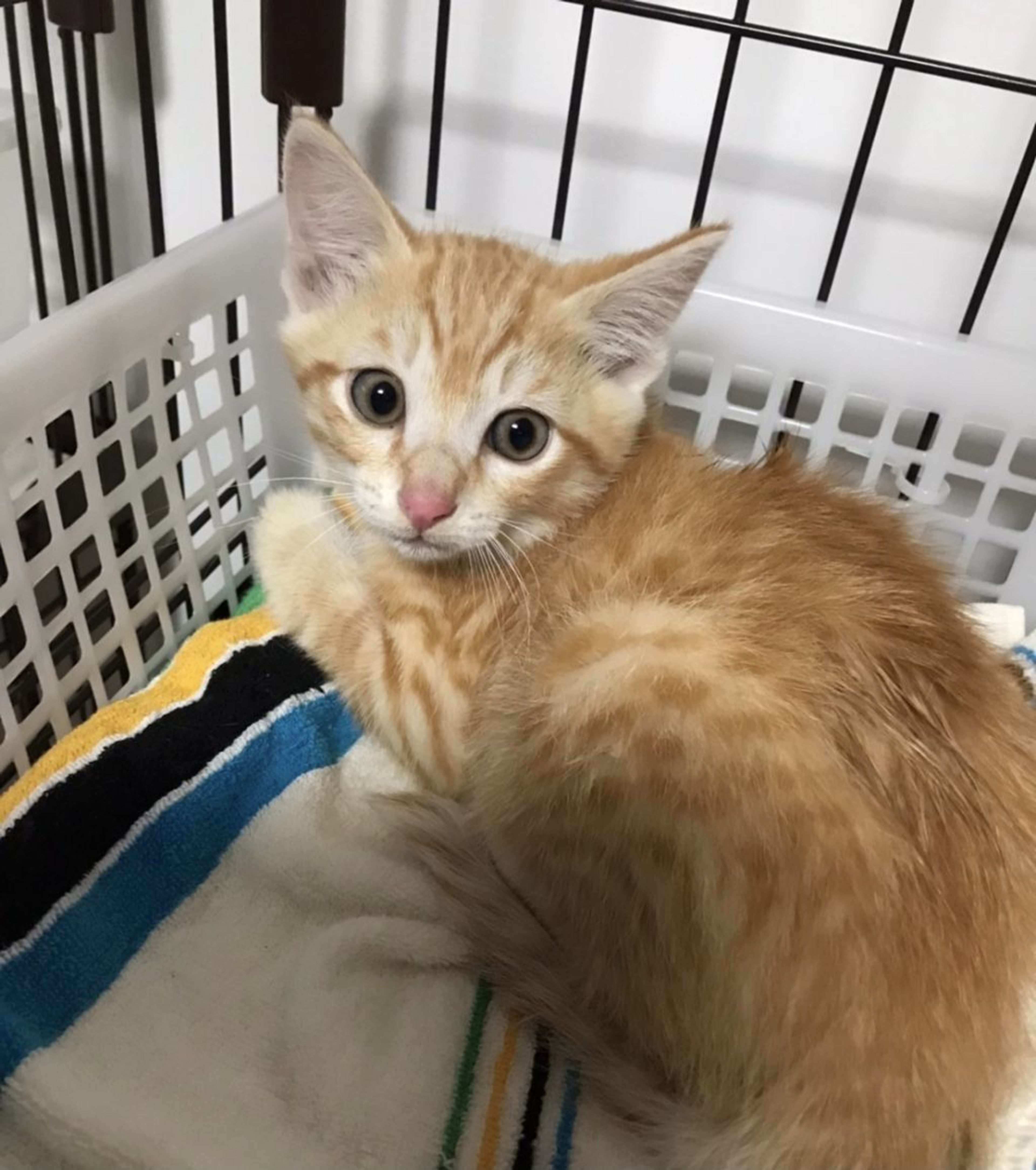 pet-image-4
