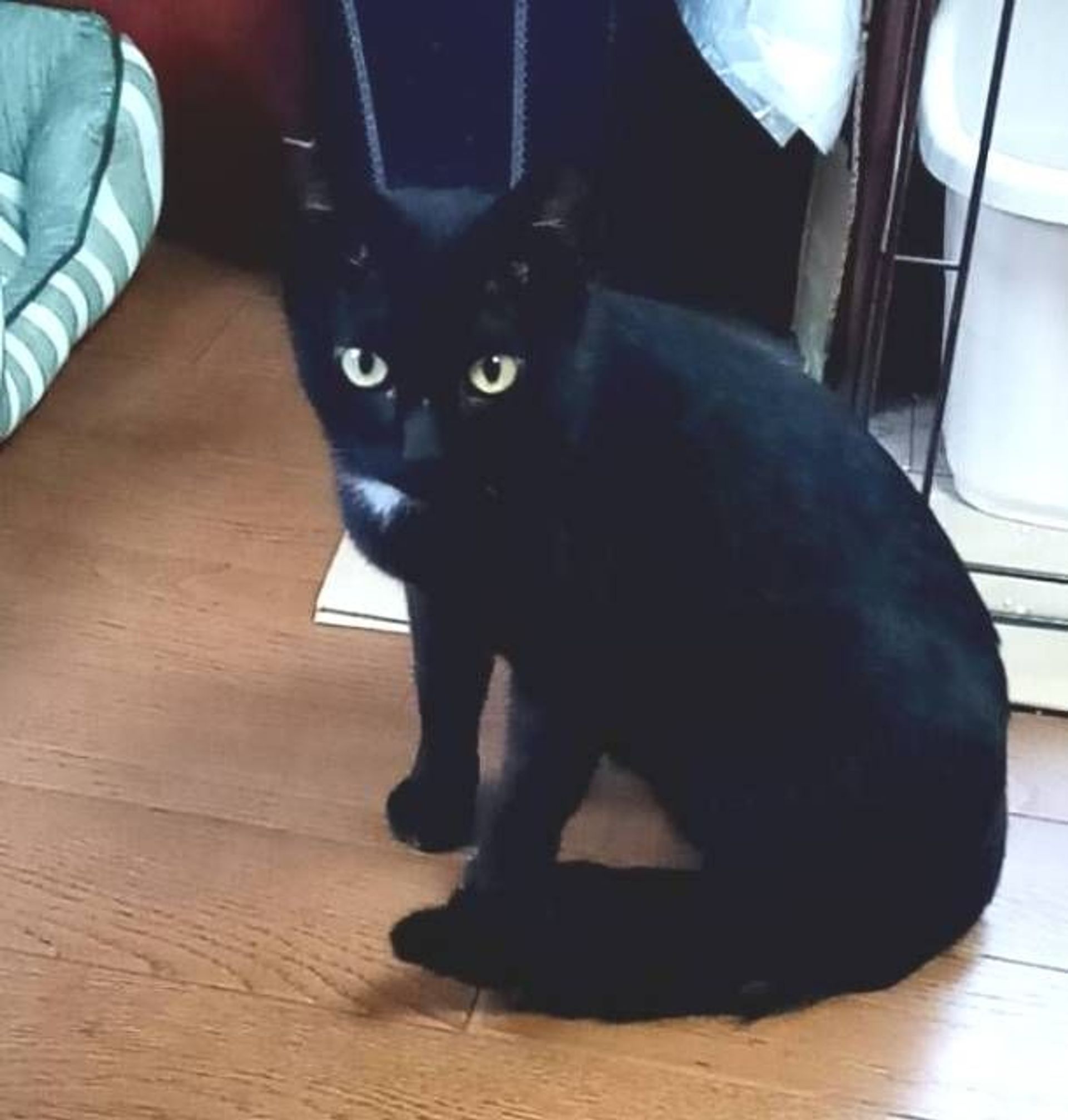 雑種（ミックス猫）・オスの里親募集の写真