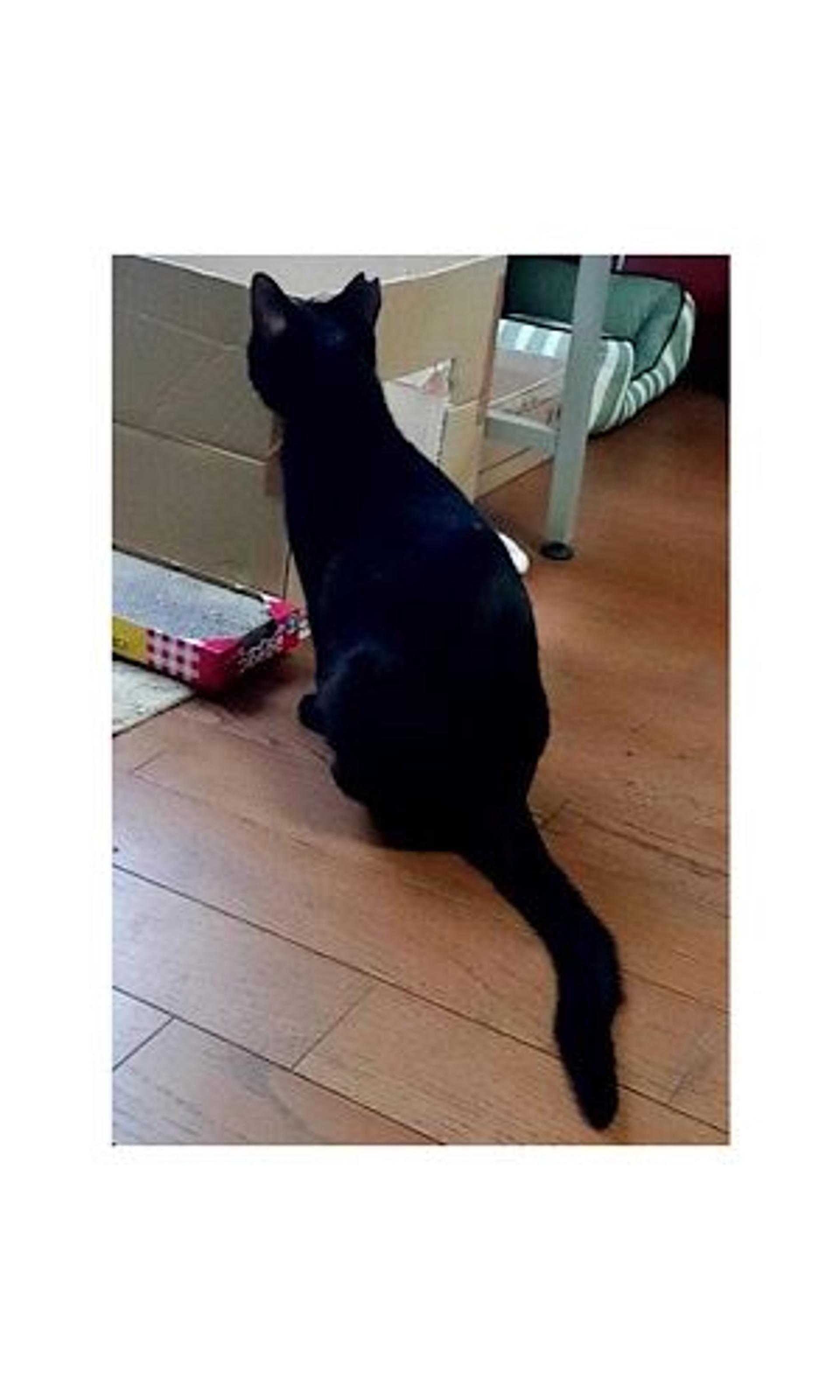 pet-image-3