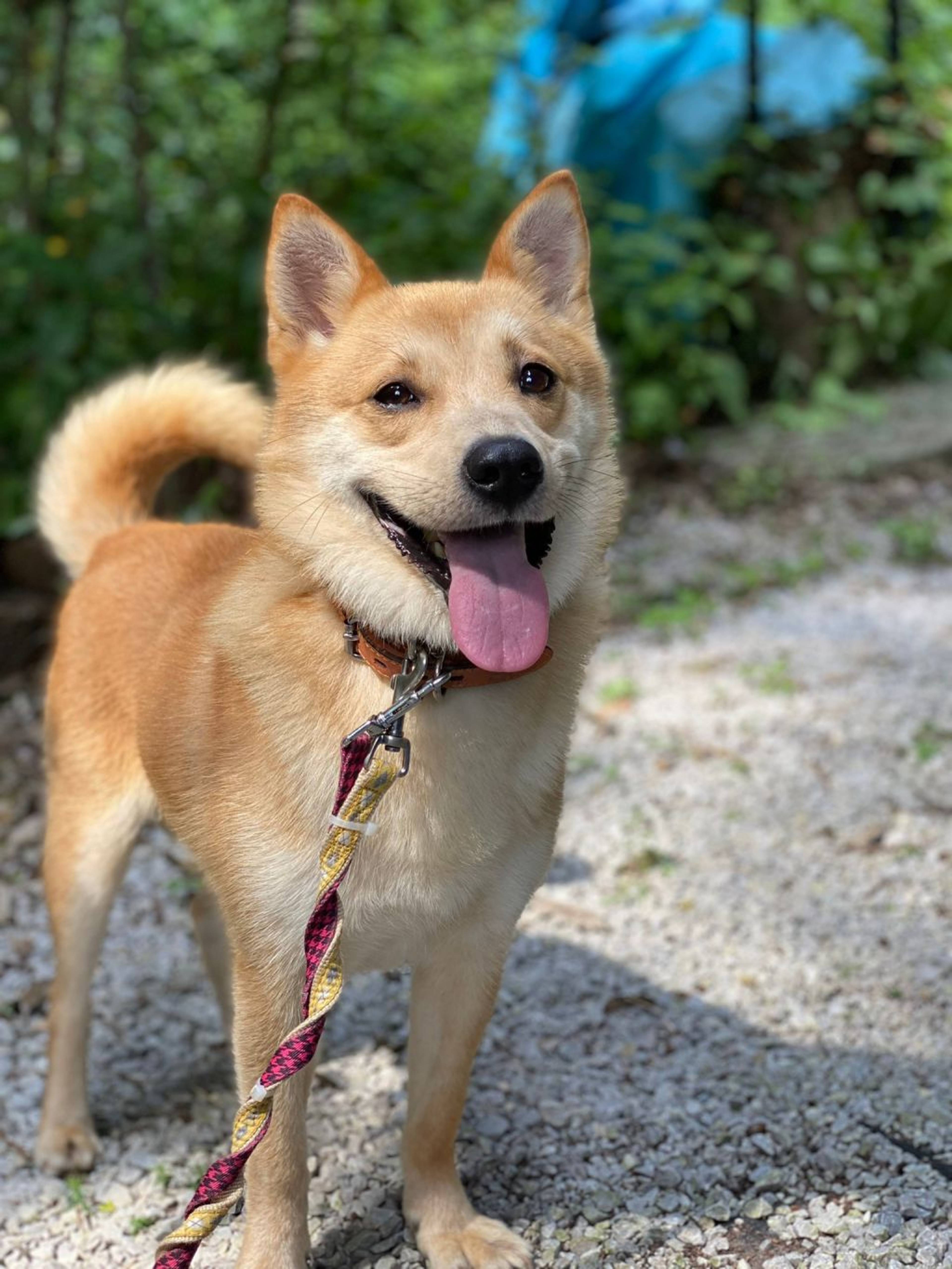 雑種（ミックス犬）・オスの里親募集の写真