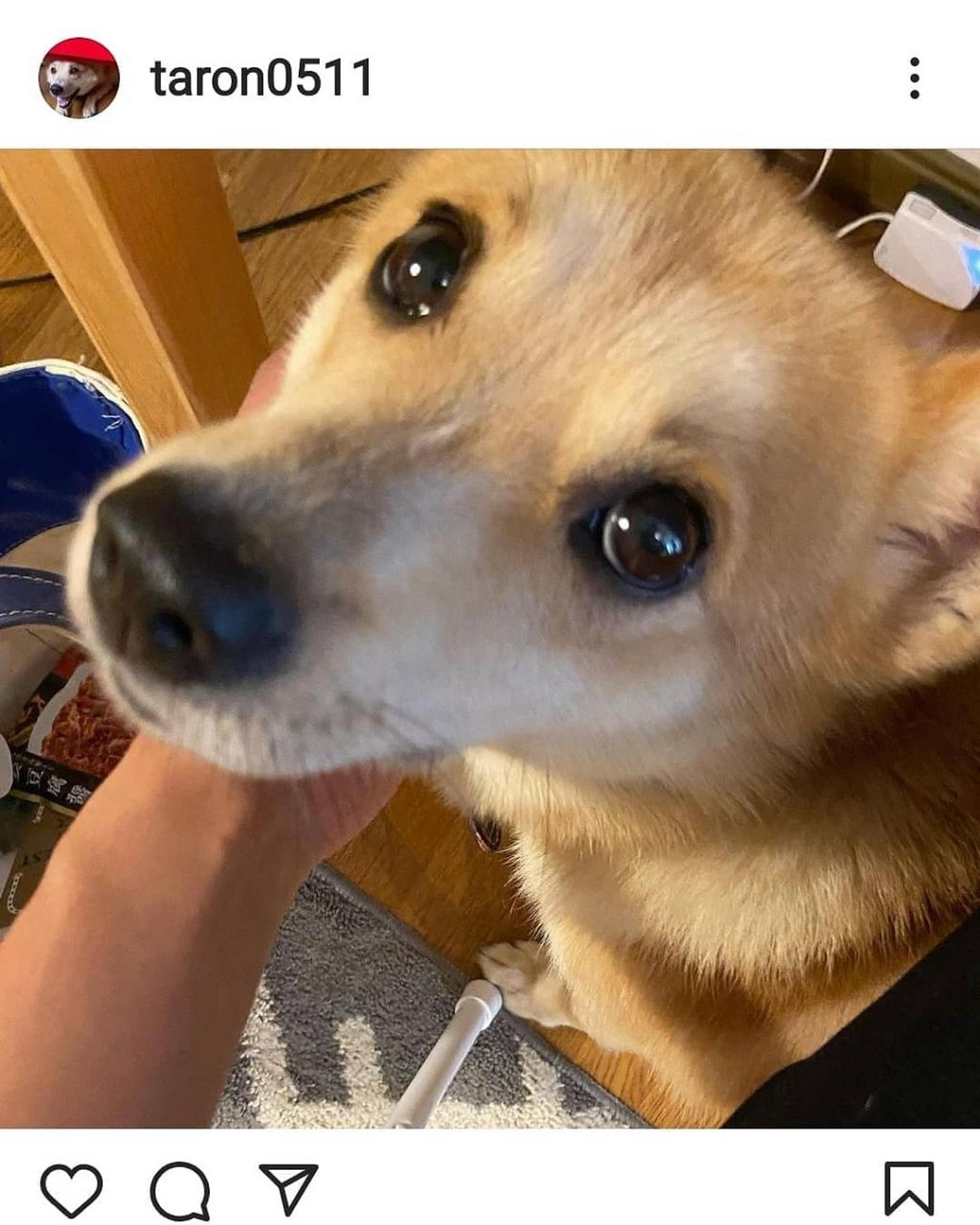 pet-image-3