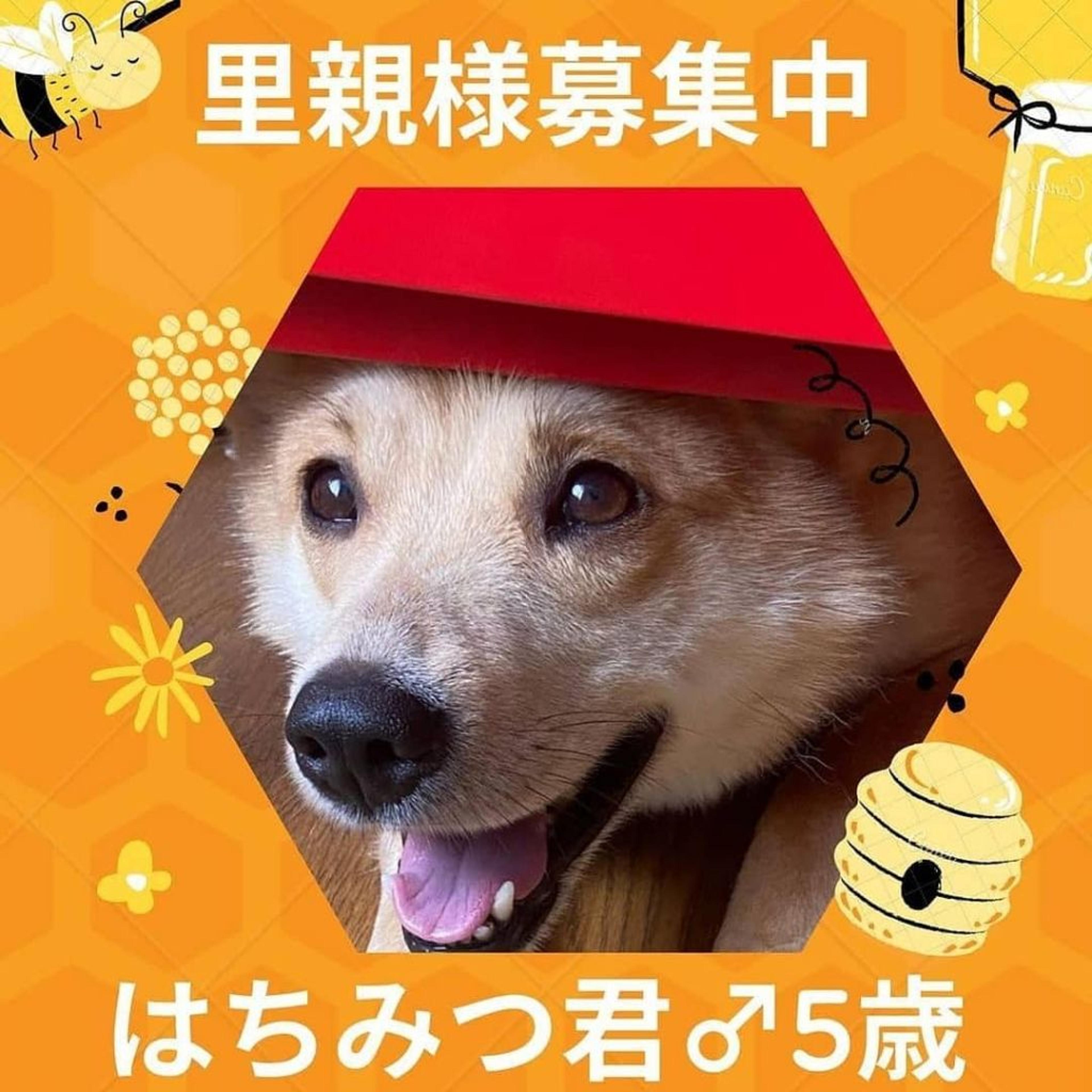 pet-image-4