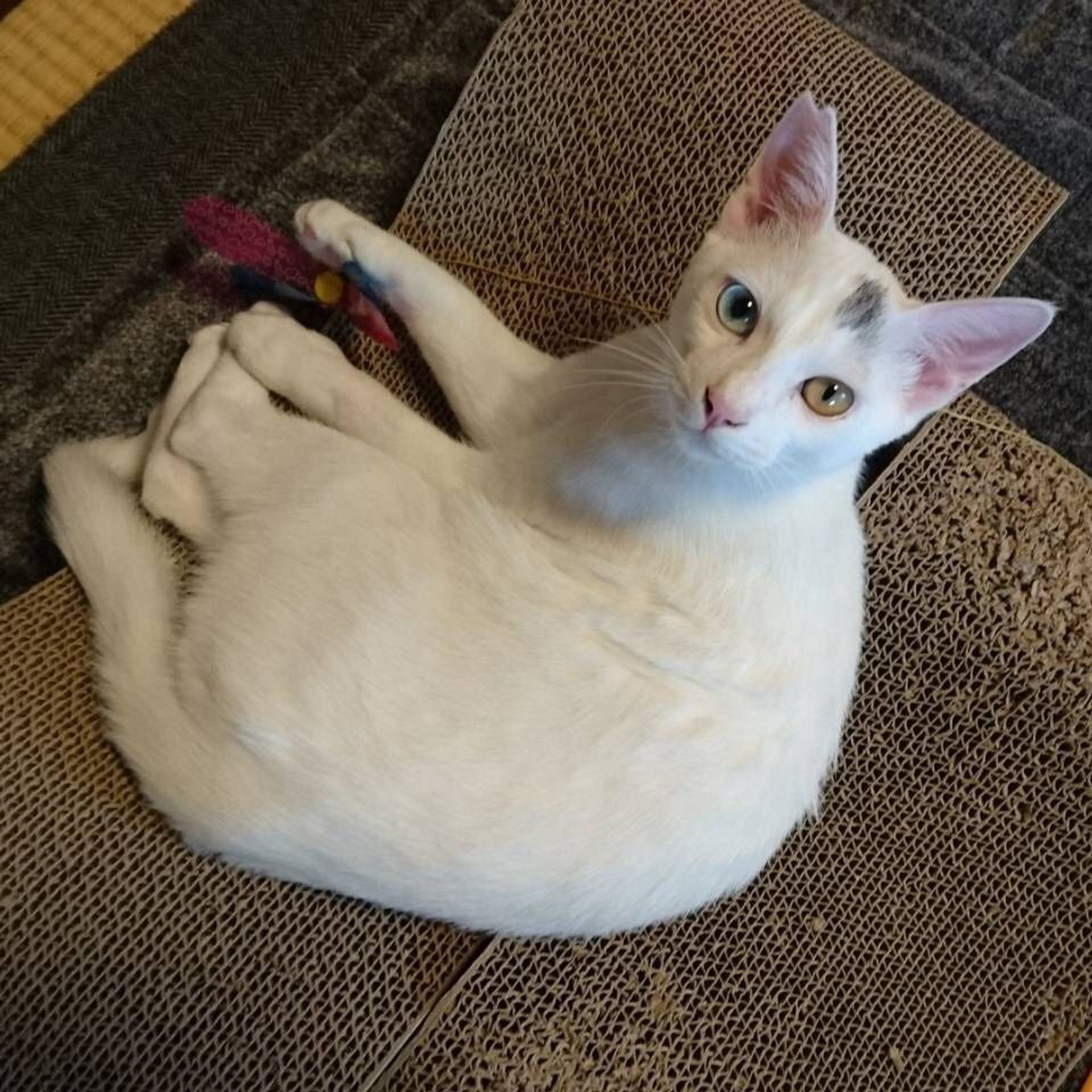 雑種（ミックス猫）・オスの里親募集の写真