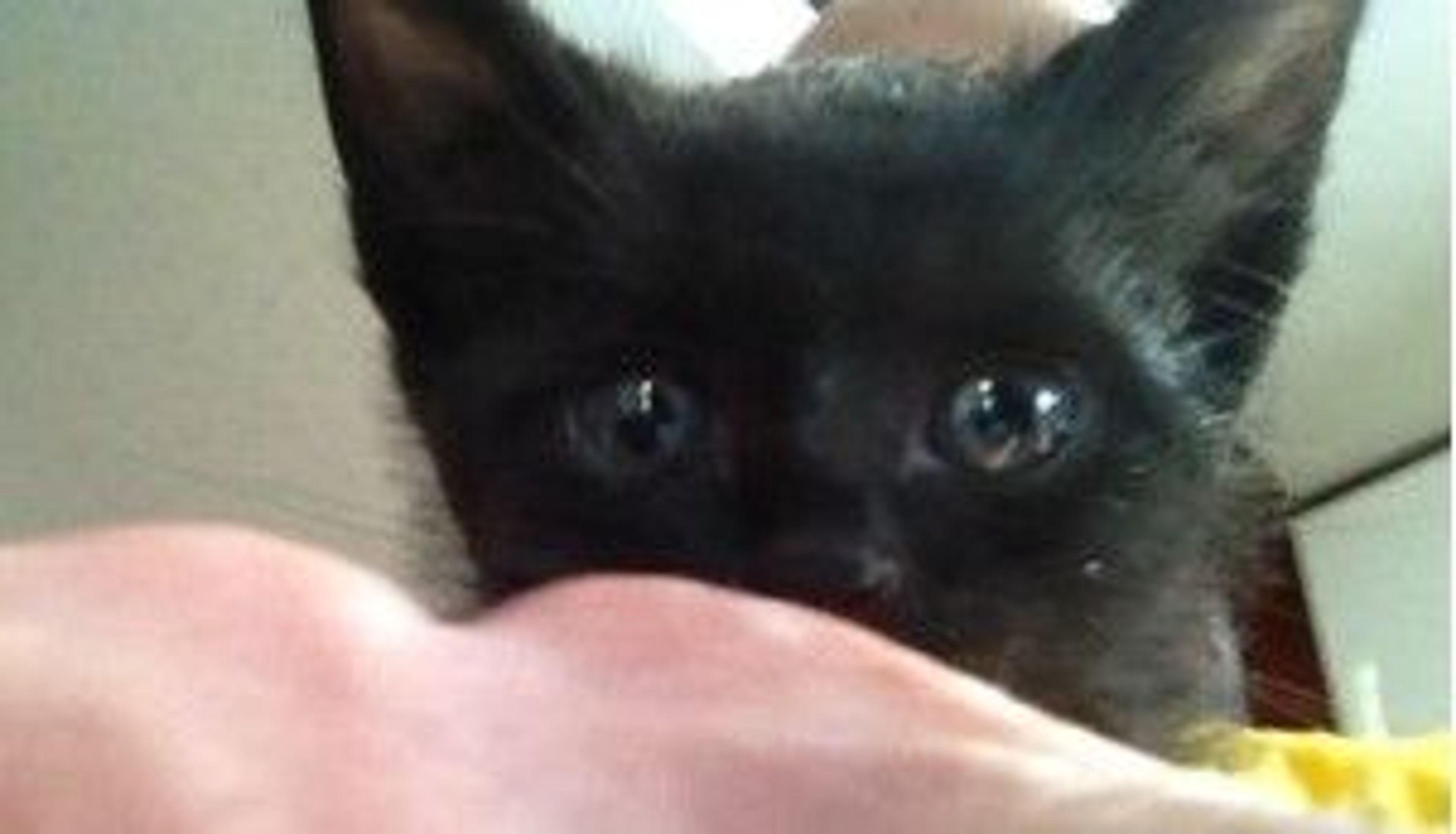 雑種（ミックス猫）・オスの里親募集の写真