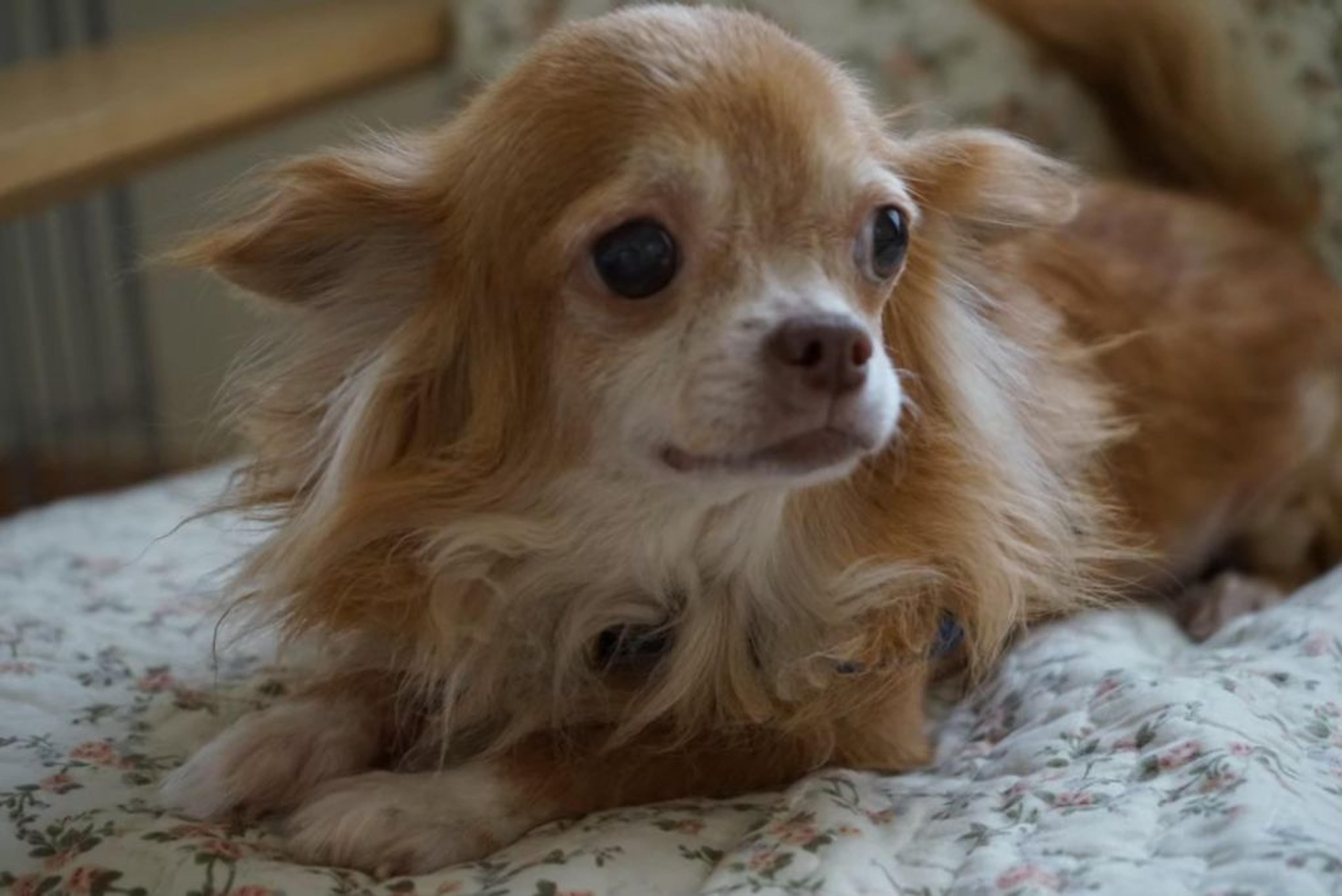 pet-image-2