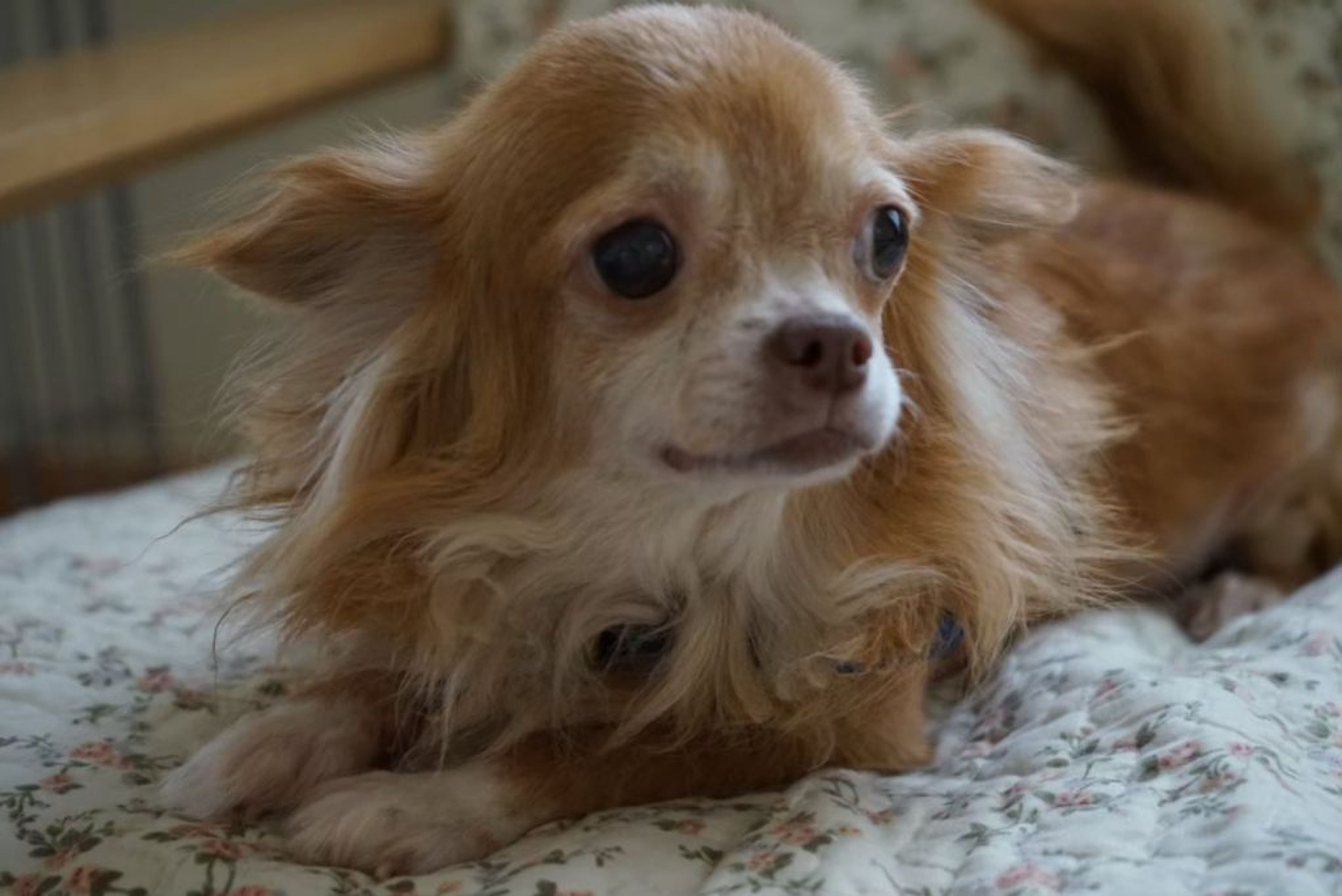 pet-image-2