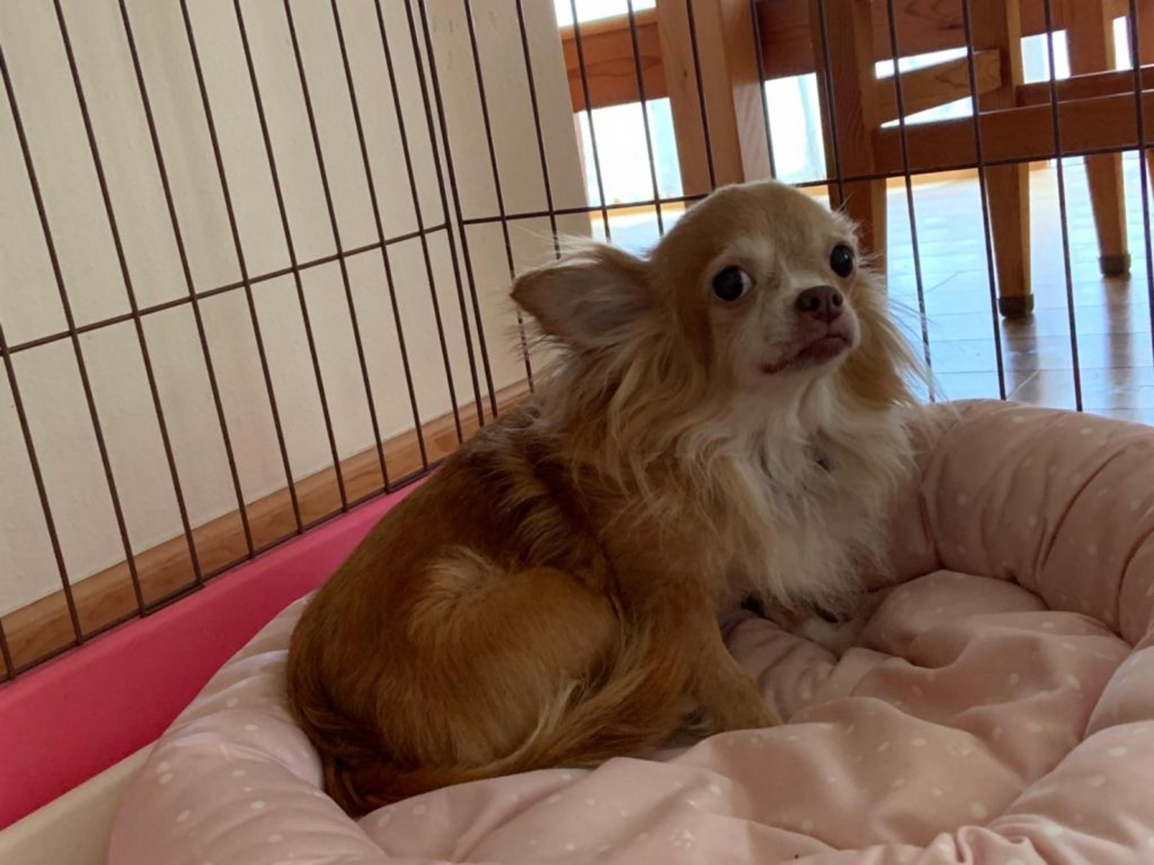 pet-image-4
