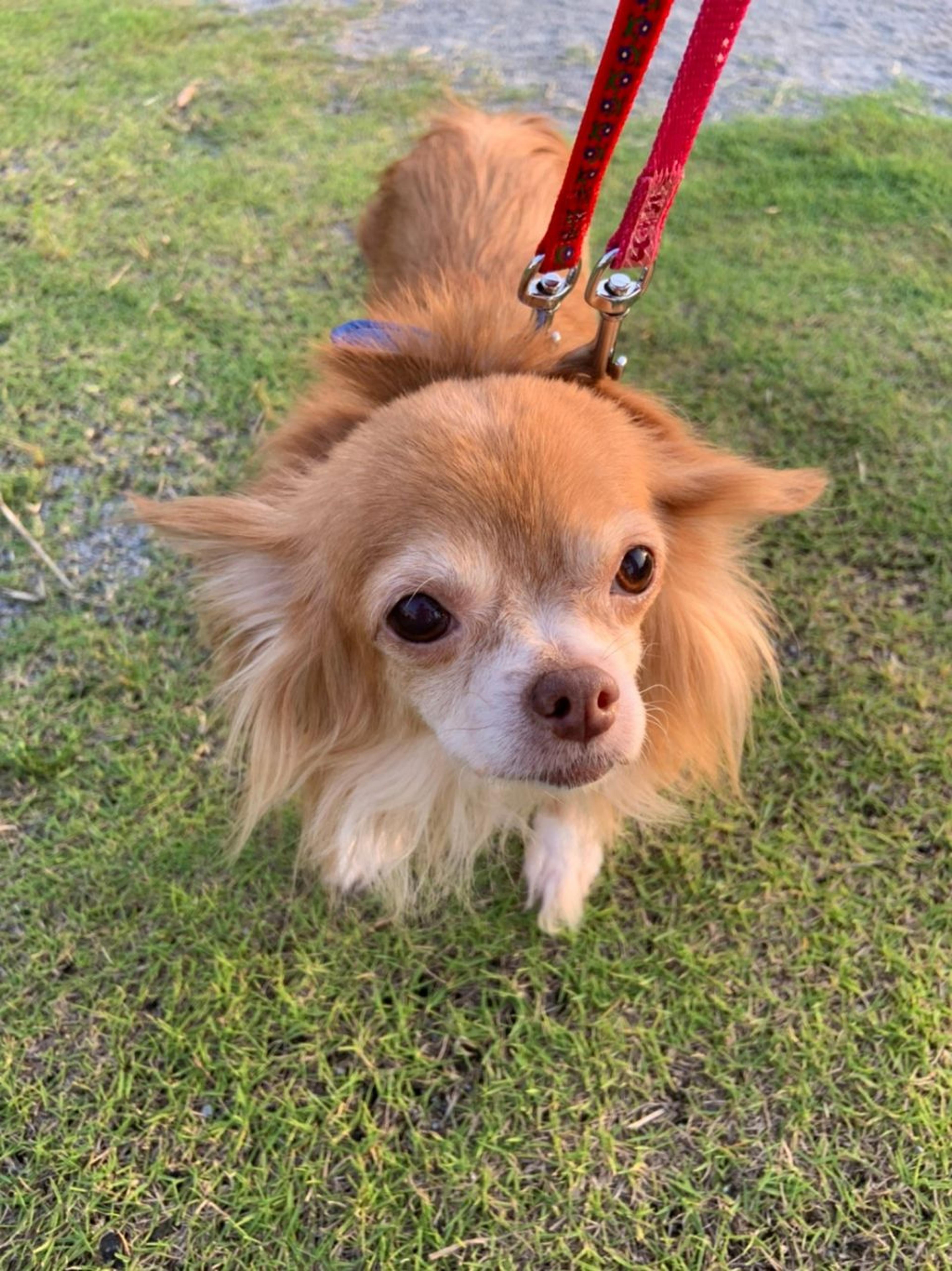 pet-image-6