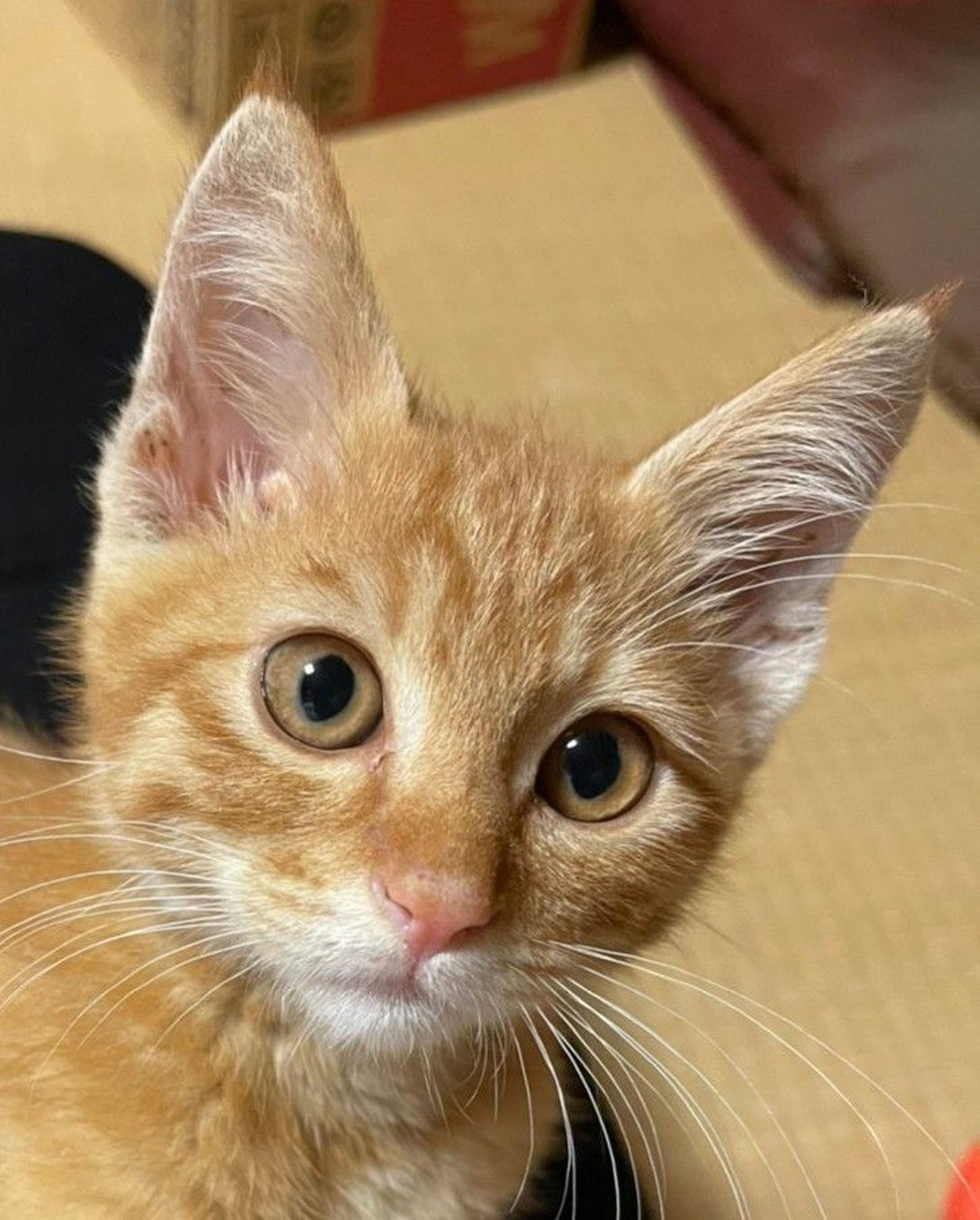 雑種（ミックス猫）・オスの里親募集の写真