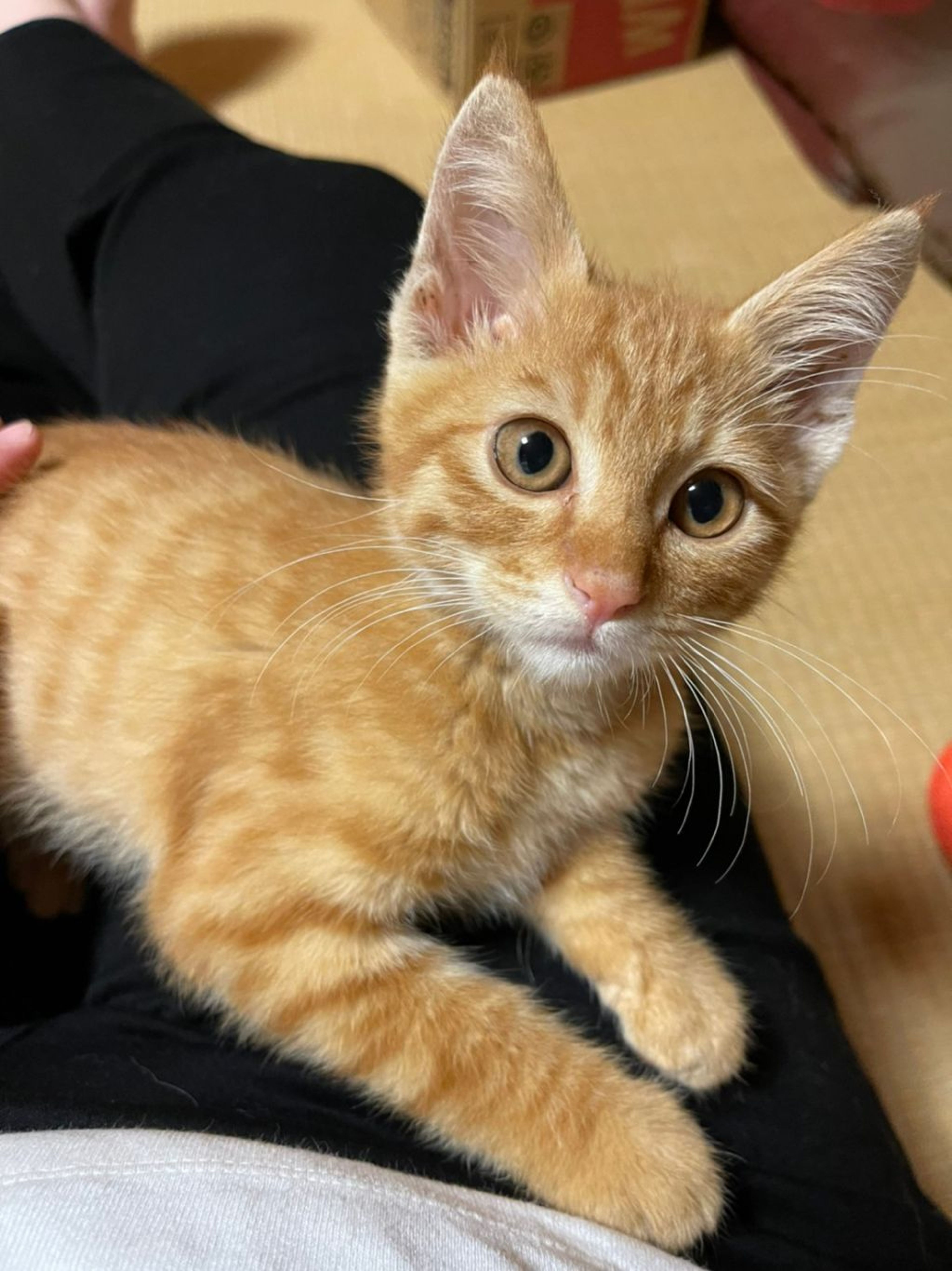 pet-image-3