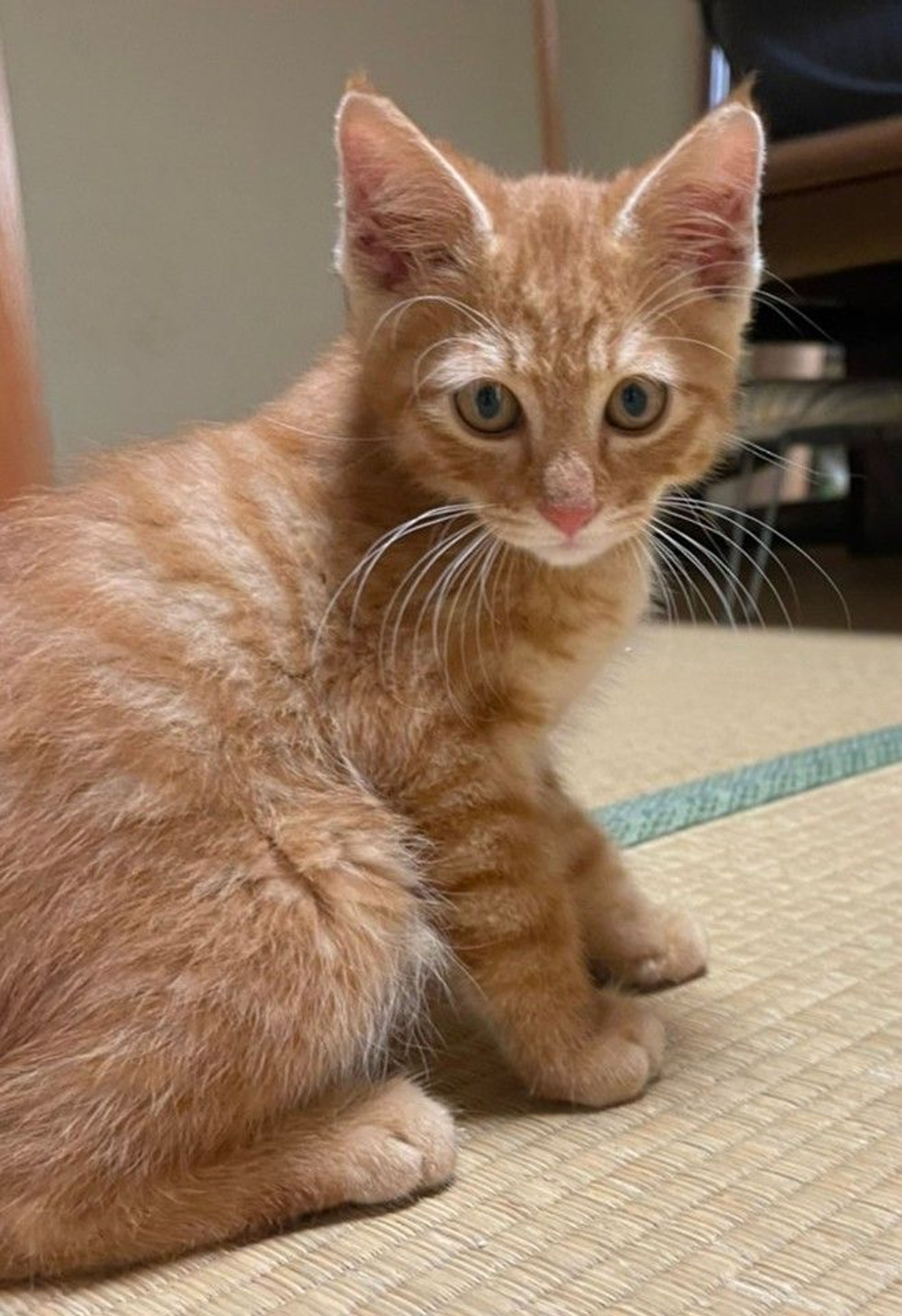 pet-image-4