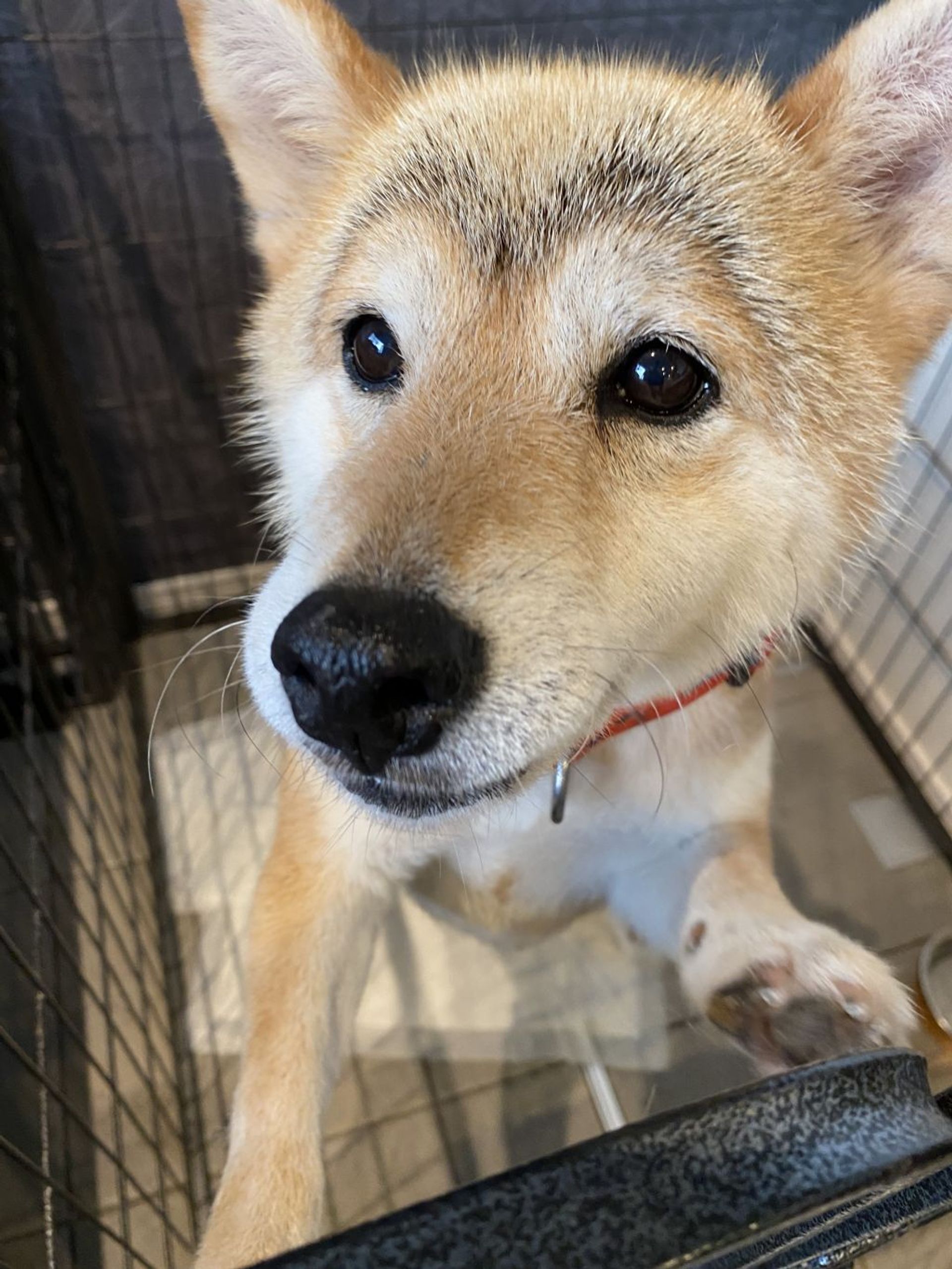 柴犬・メスの里親募集の写真