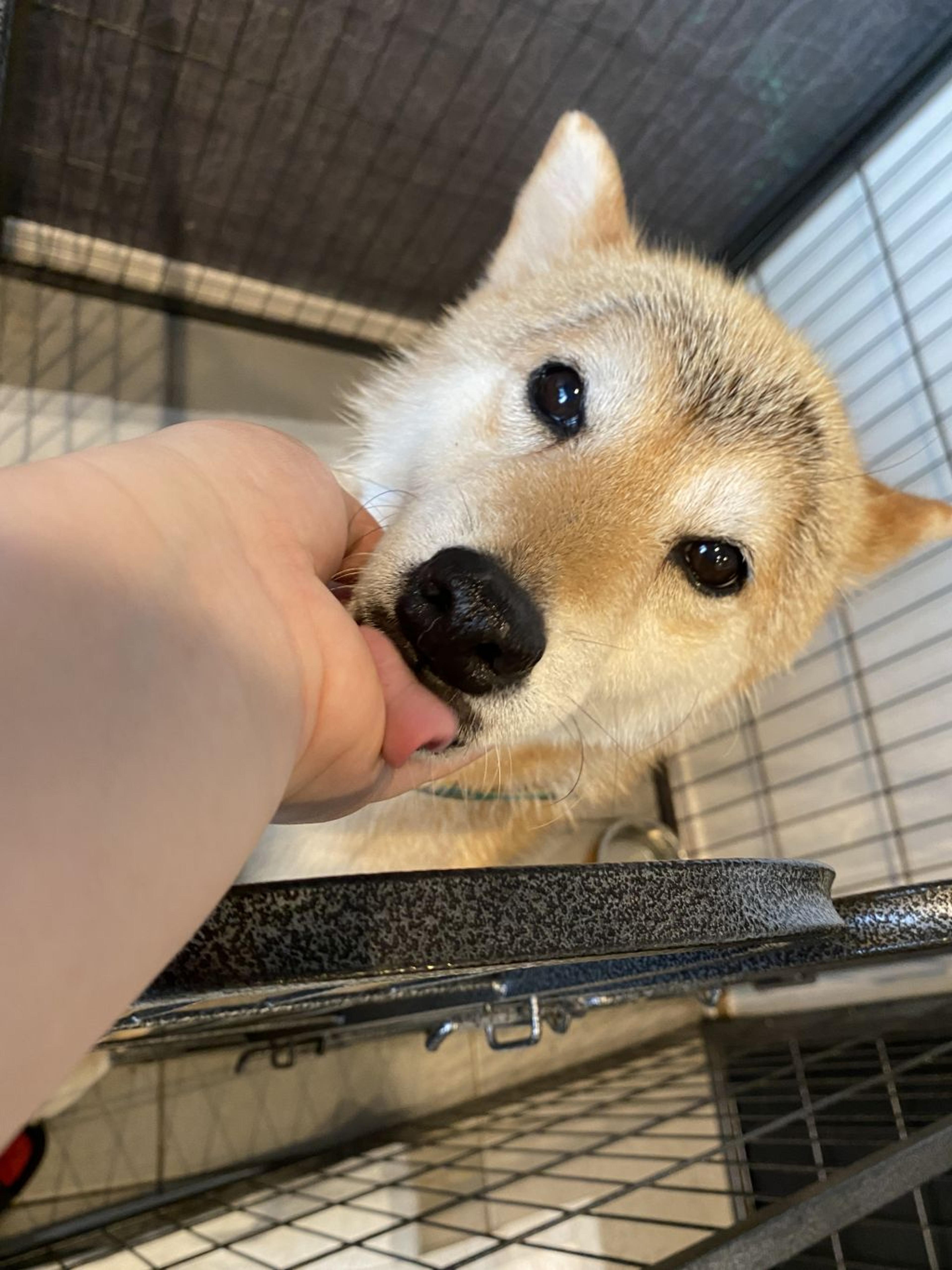 pet-image-2
