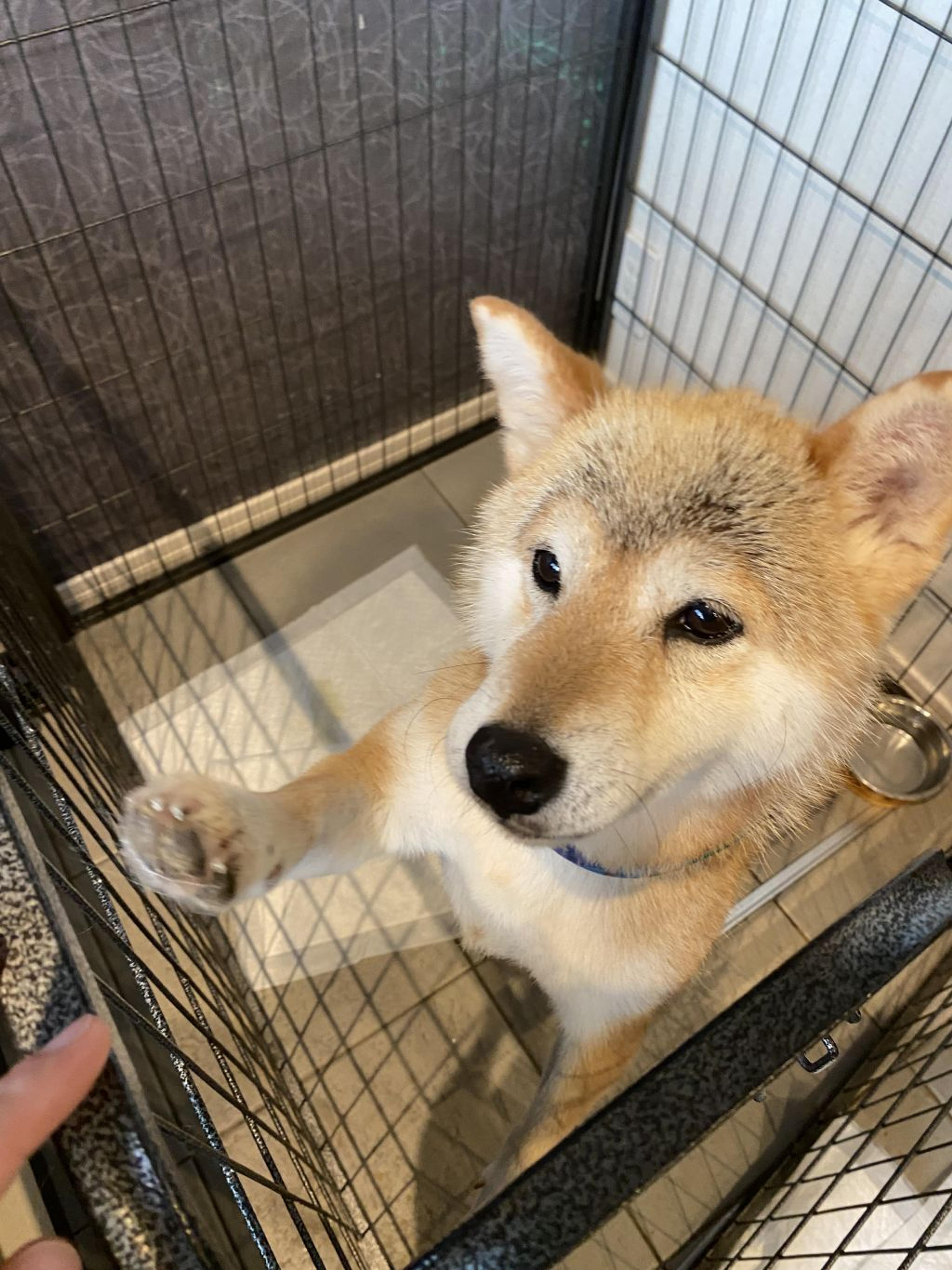 pet-image-3