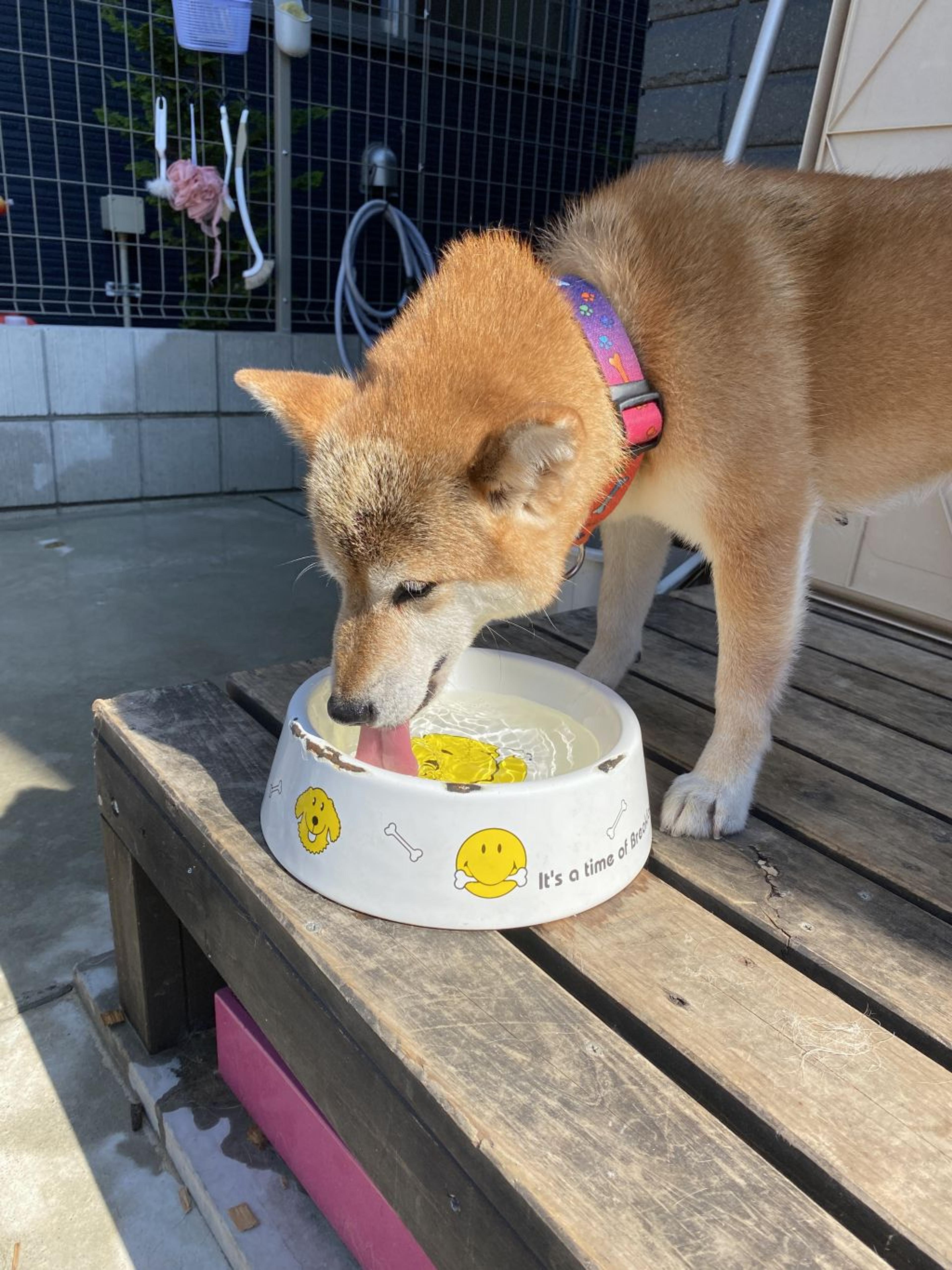 pet-image-4