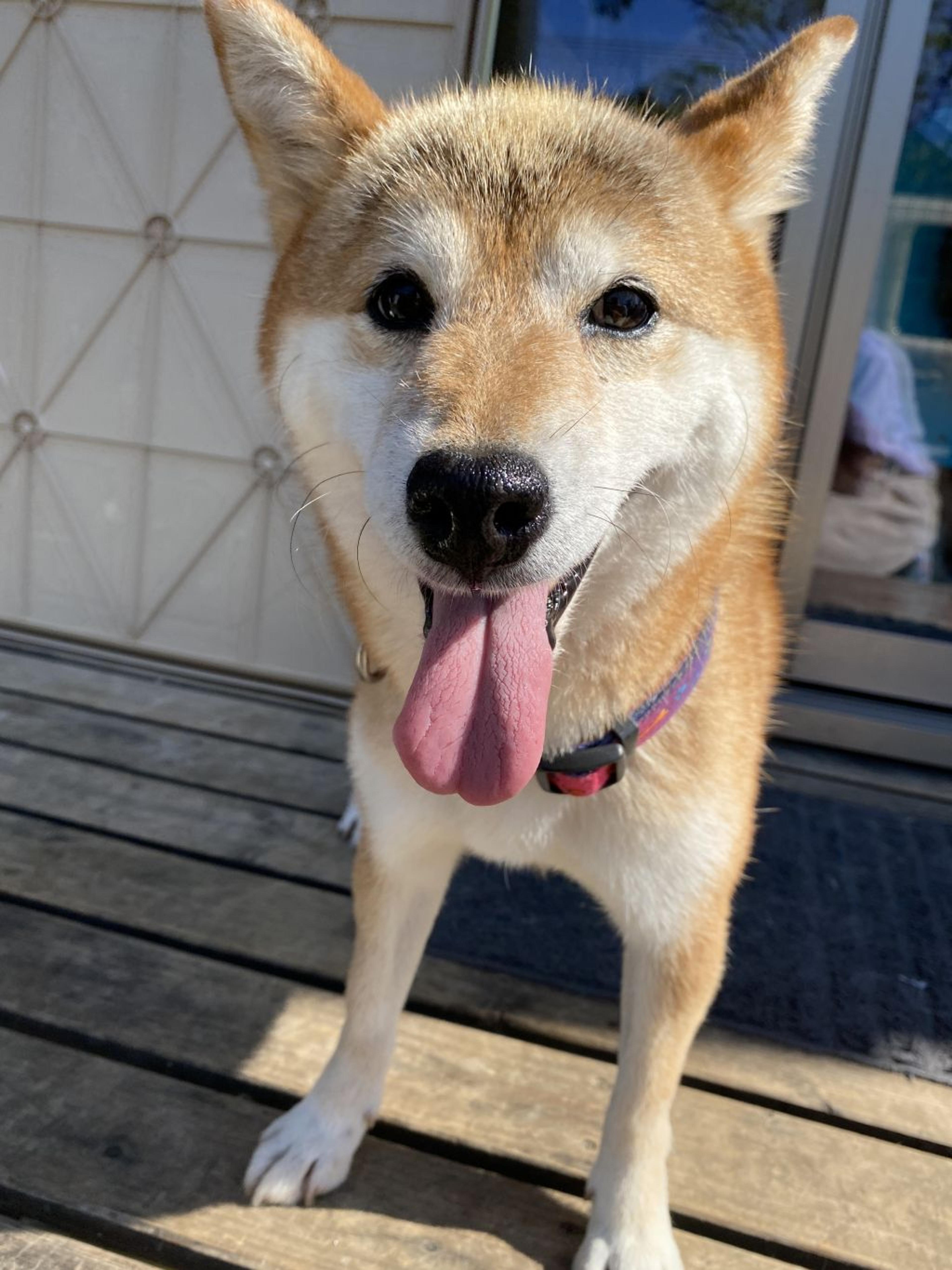 pet-image-5