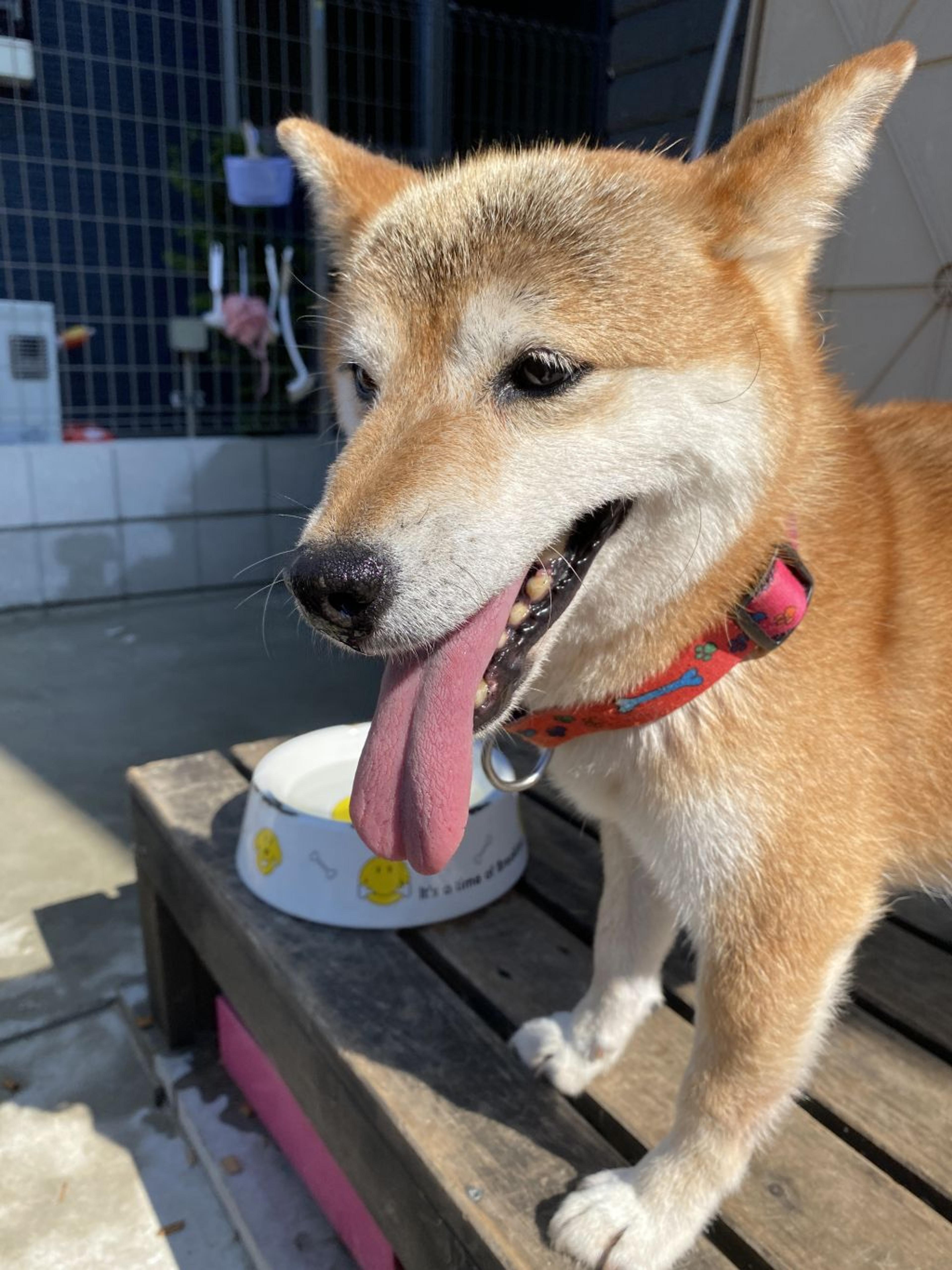 pet-image-6