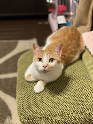チャッピーの写真