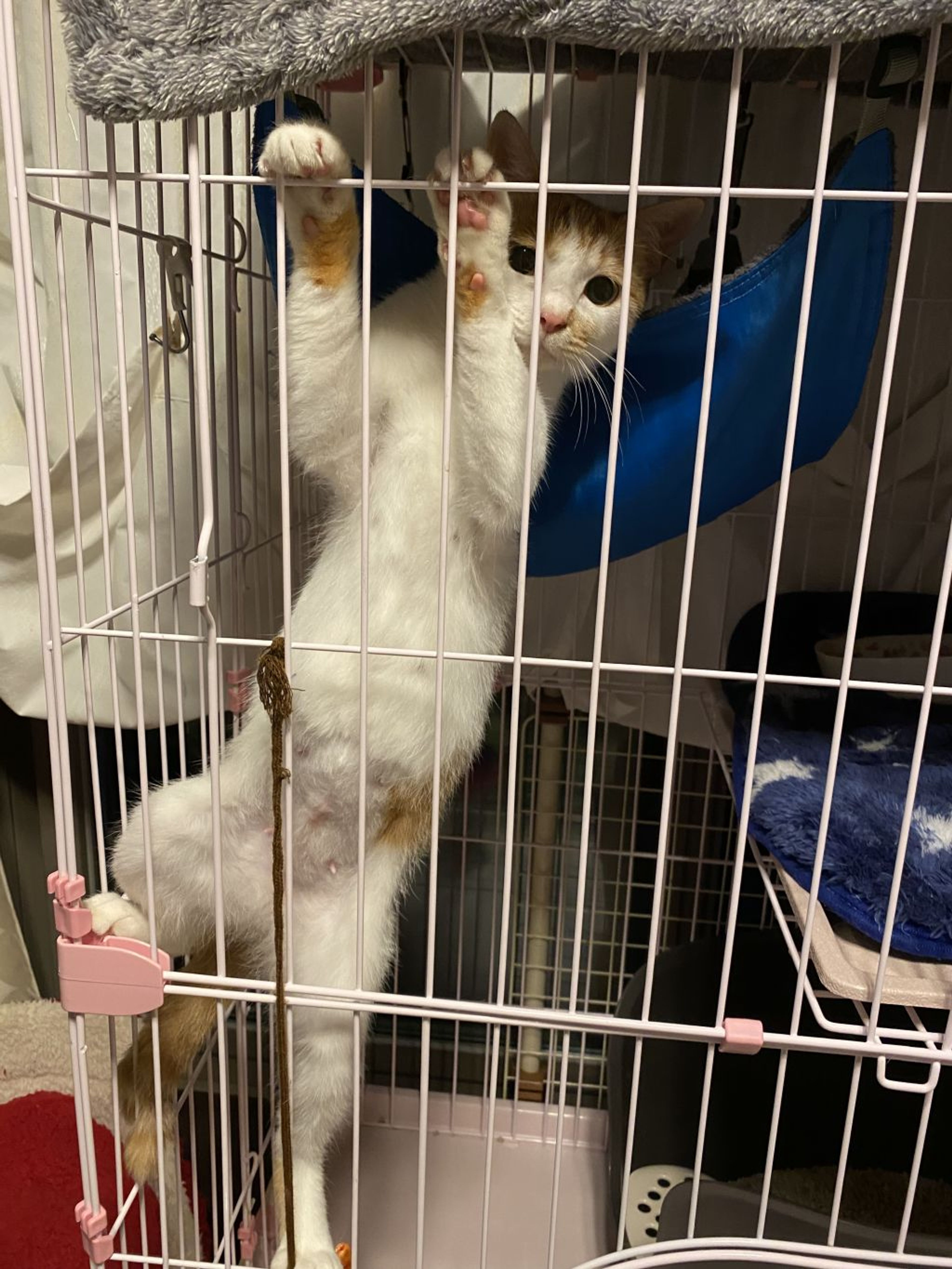 pet-image-4