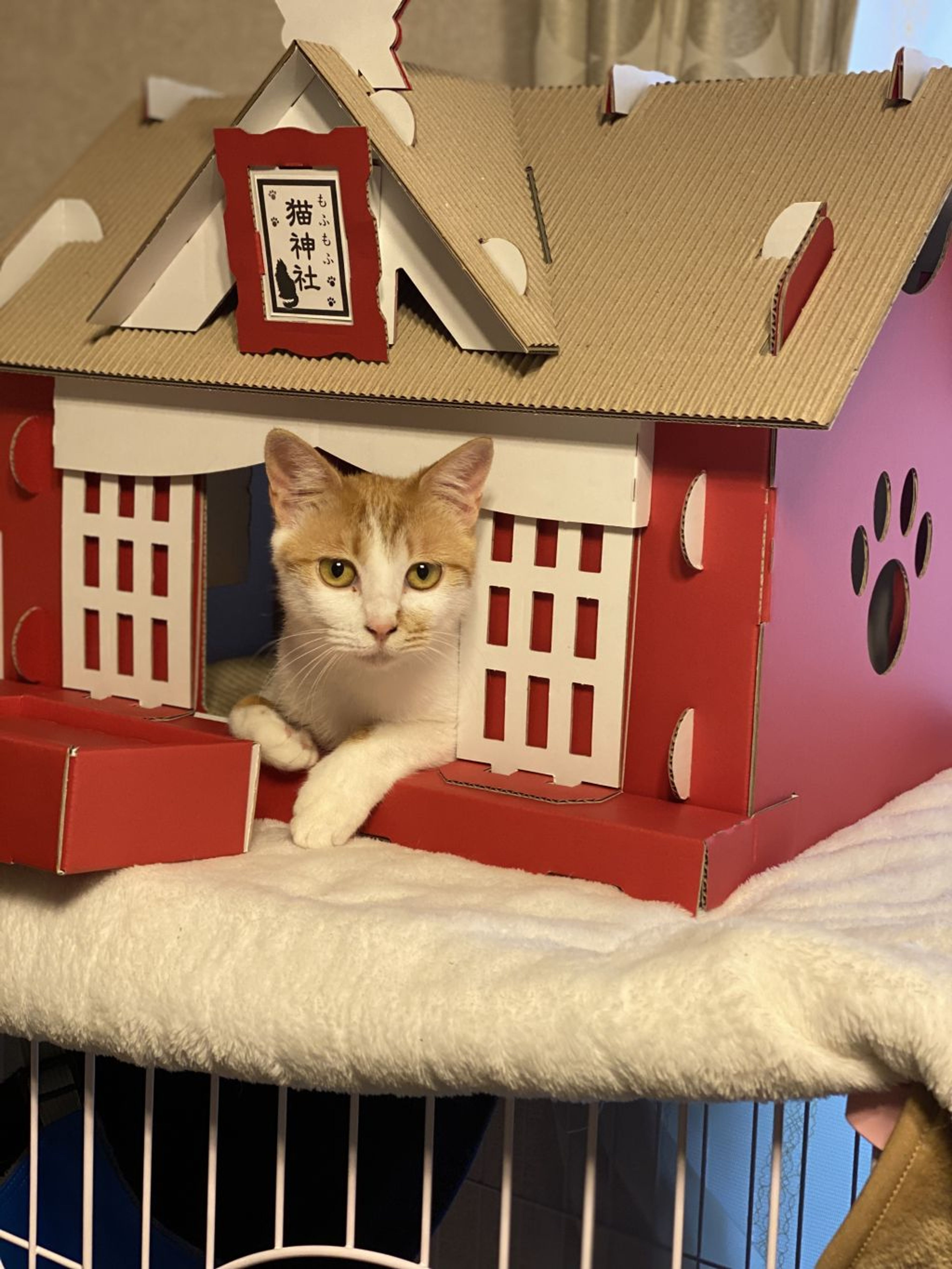 pet-image-7