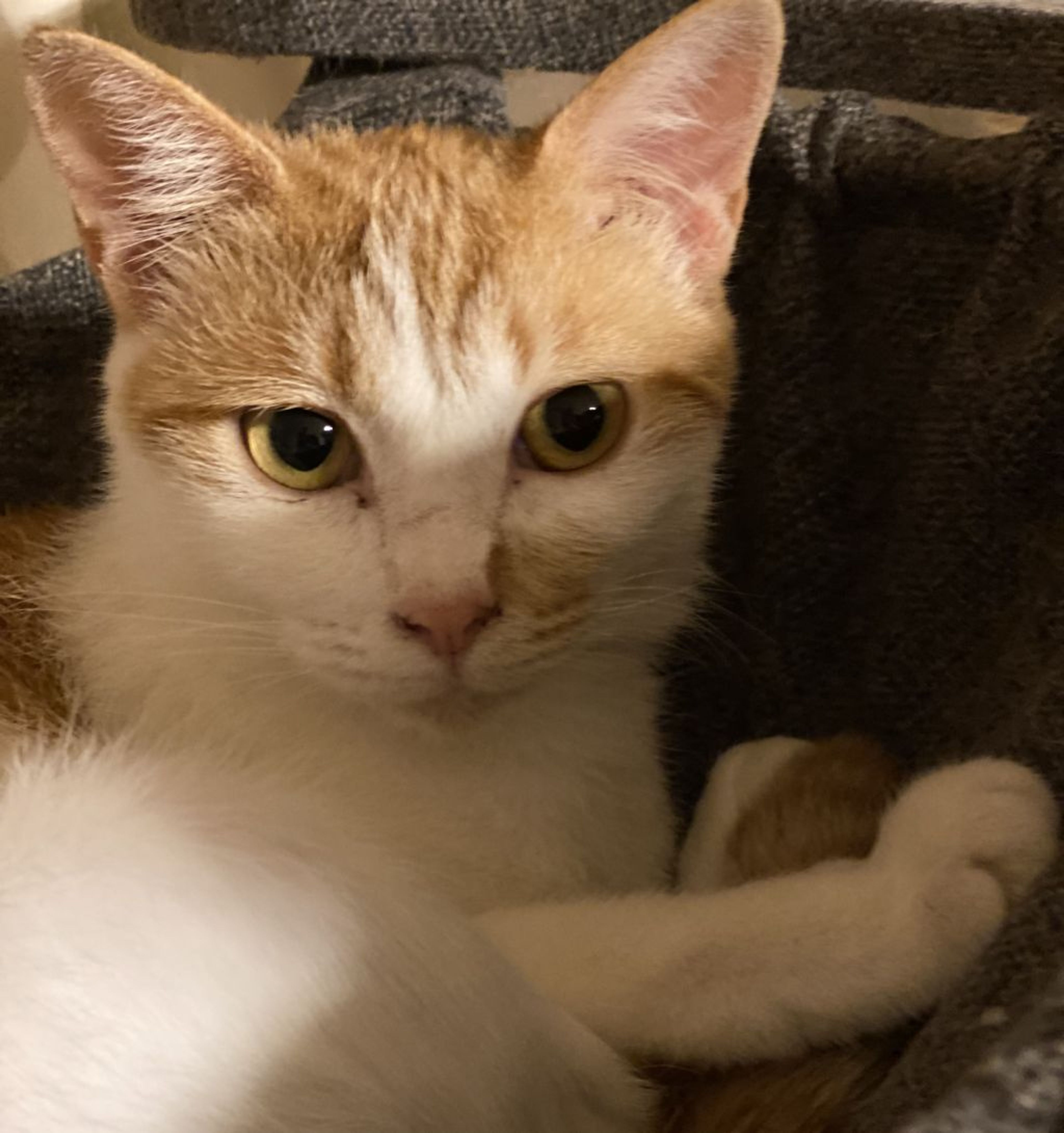 pet-image-8
