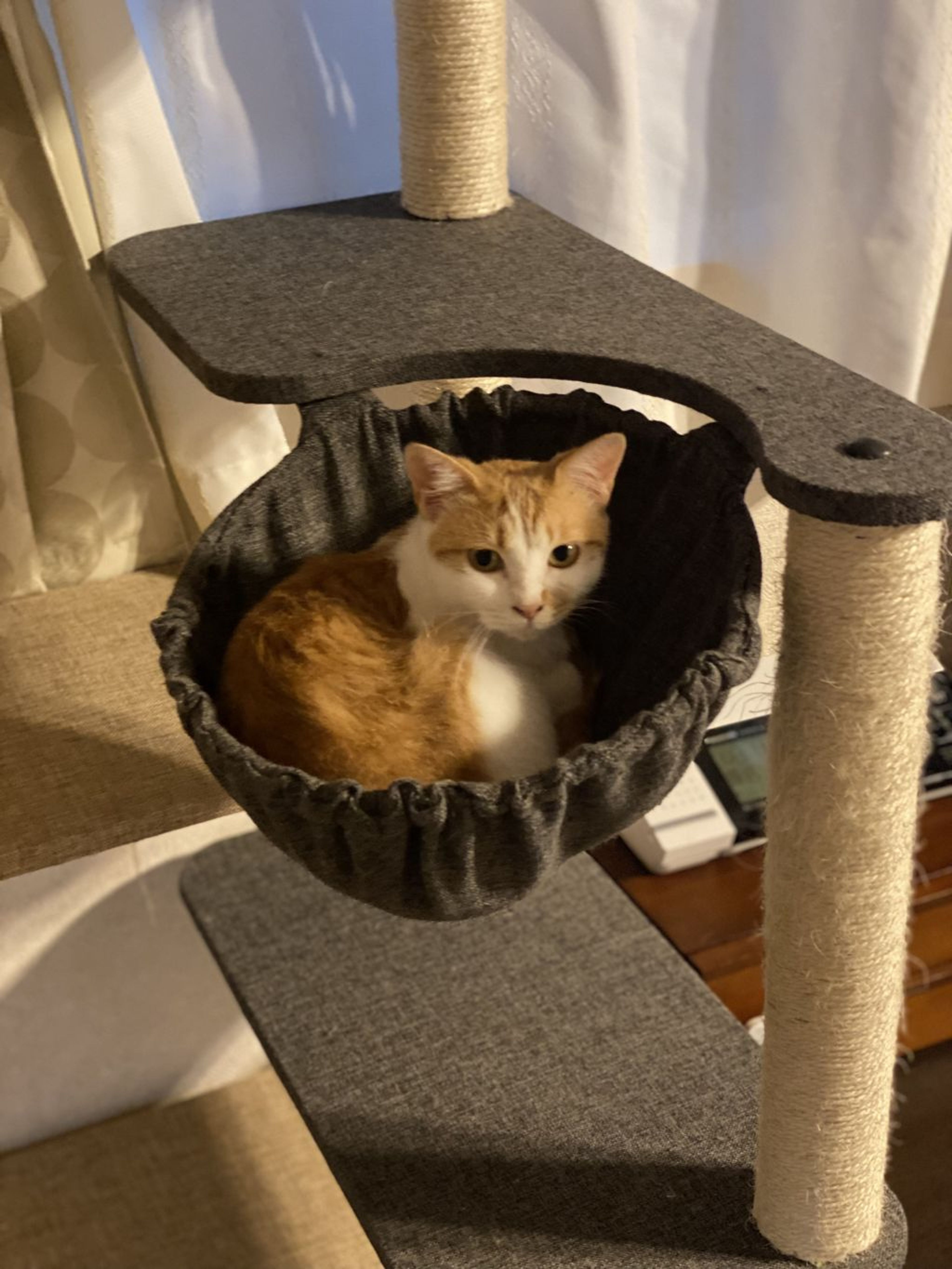 pet-image-9