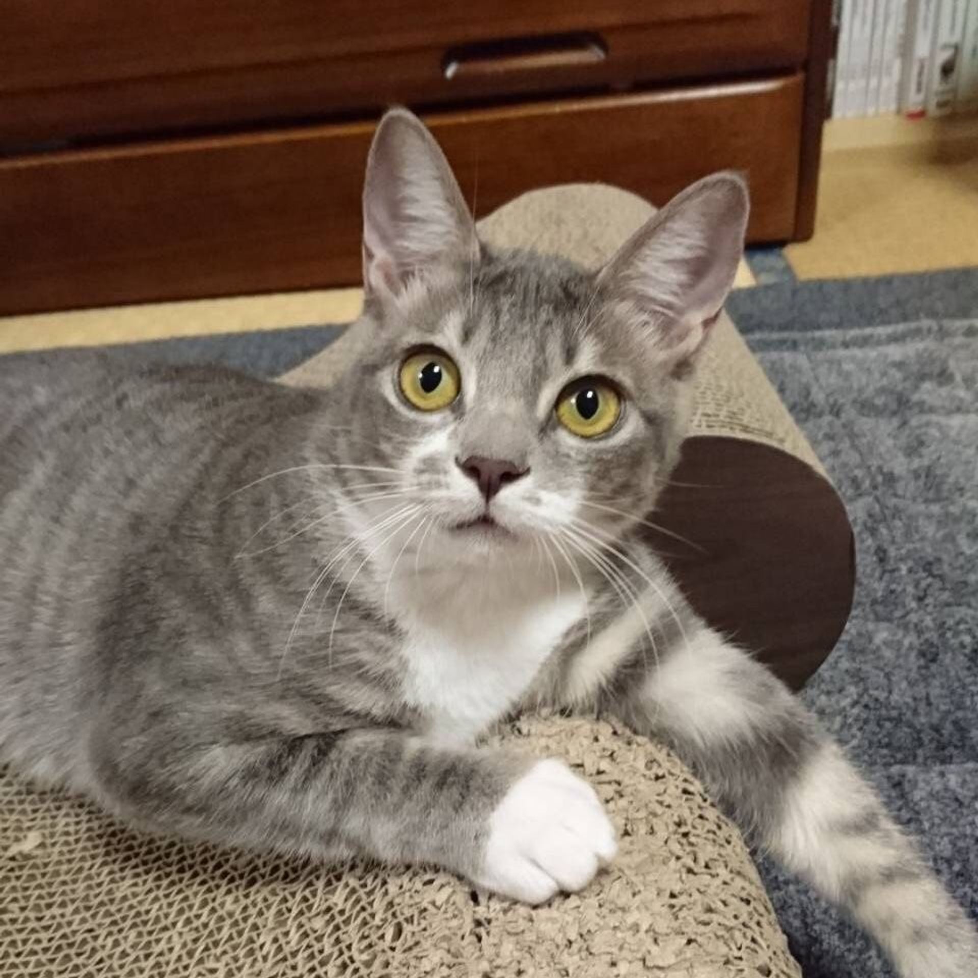 雑種（ミックス猫）・メスの里親募集の写真