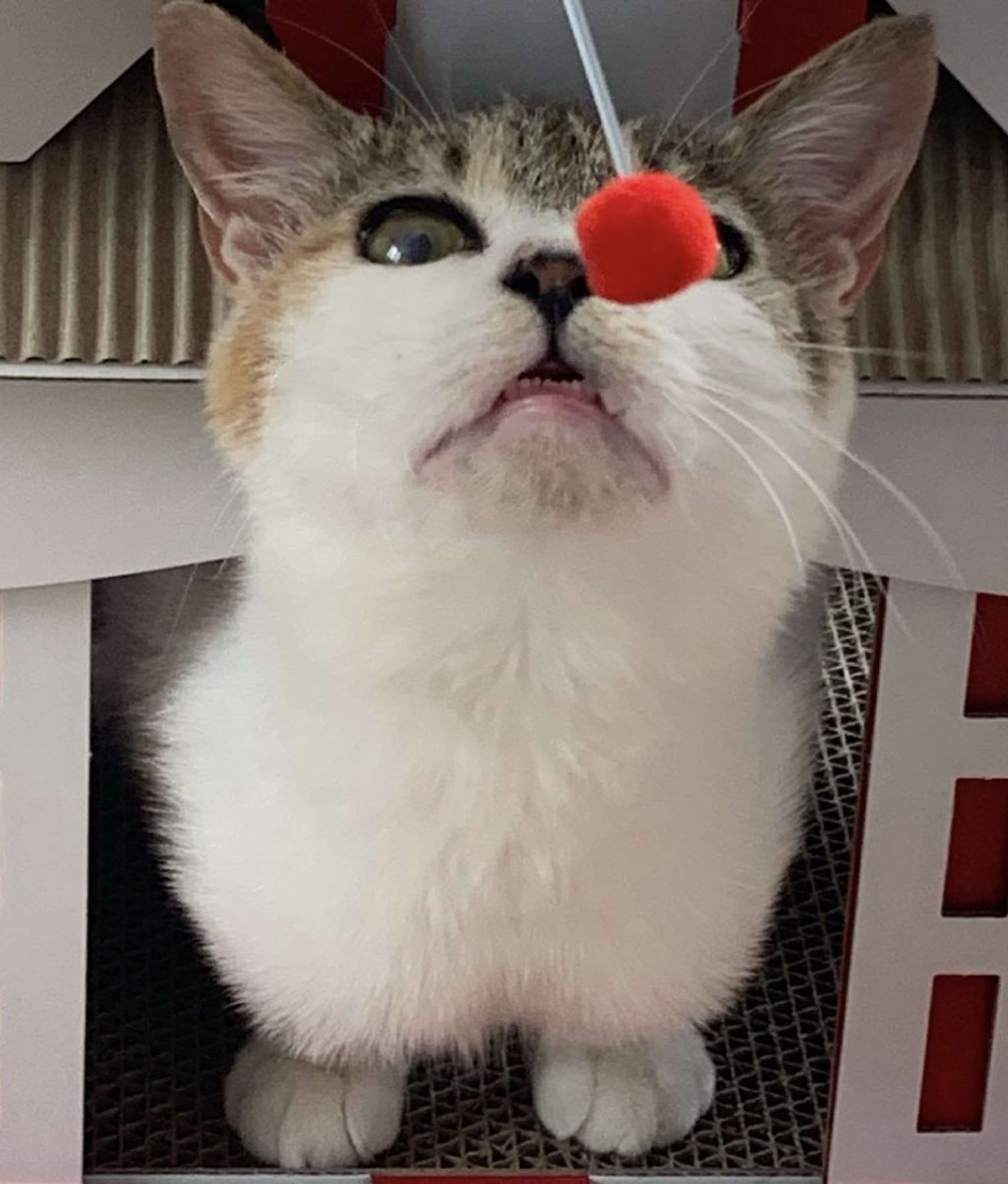 pet-image-2