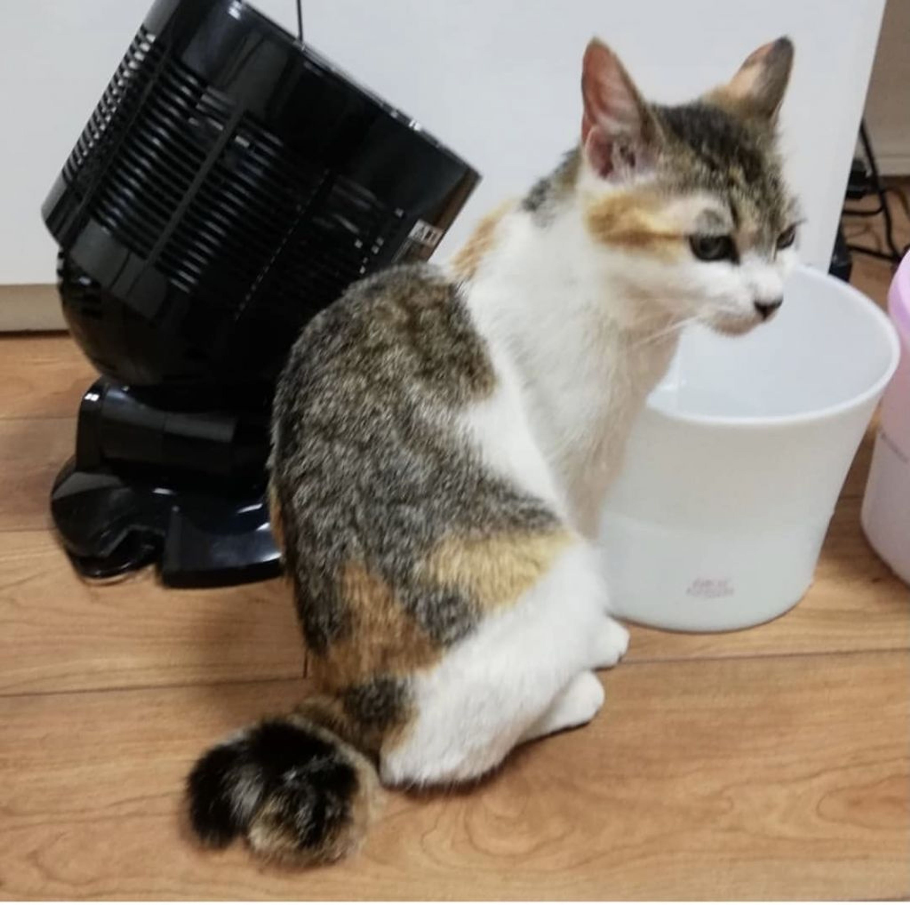 pet-image-3