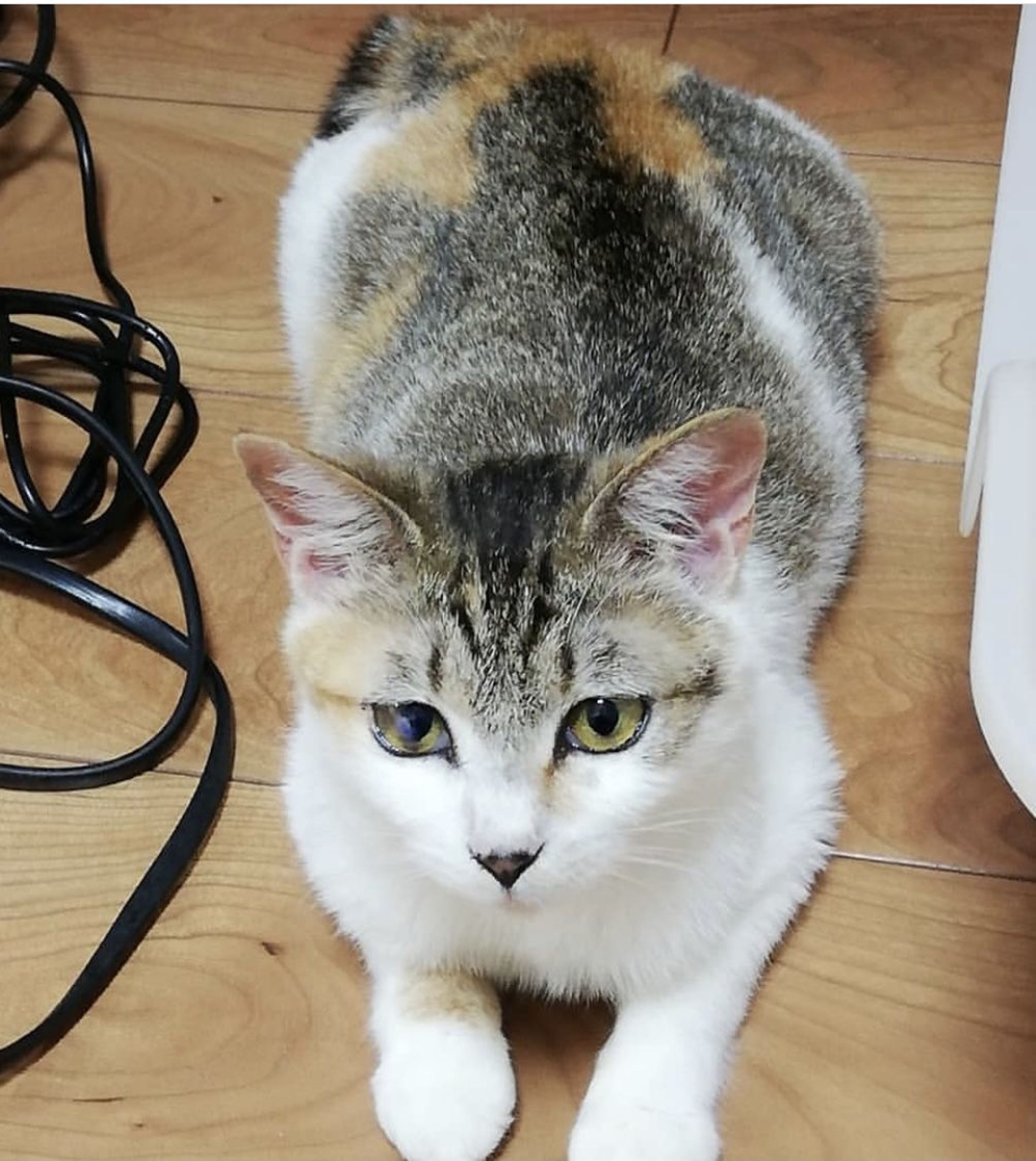 pet-image-5