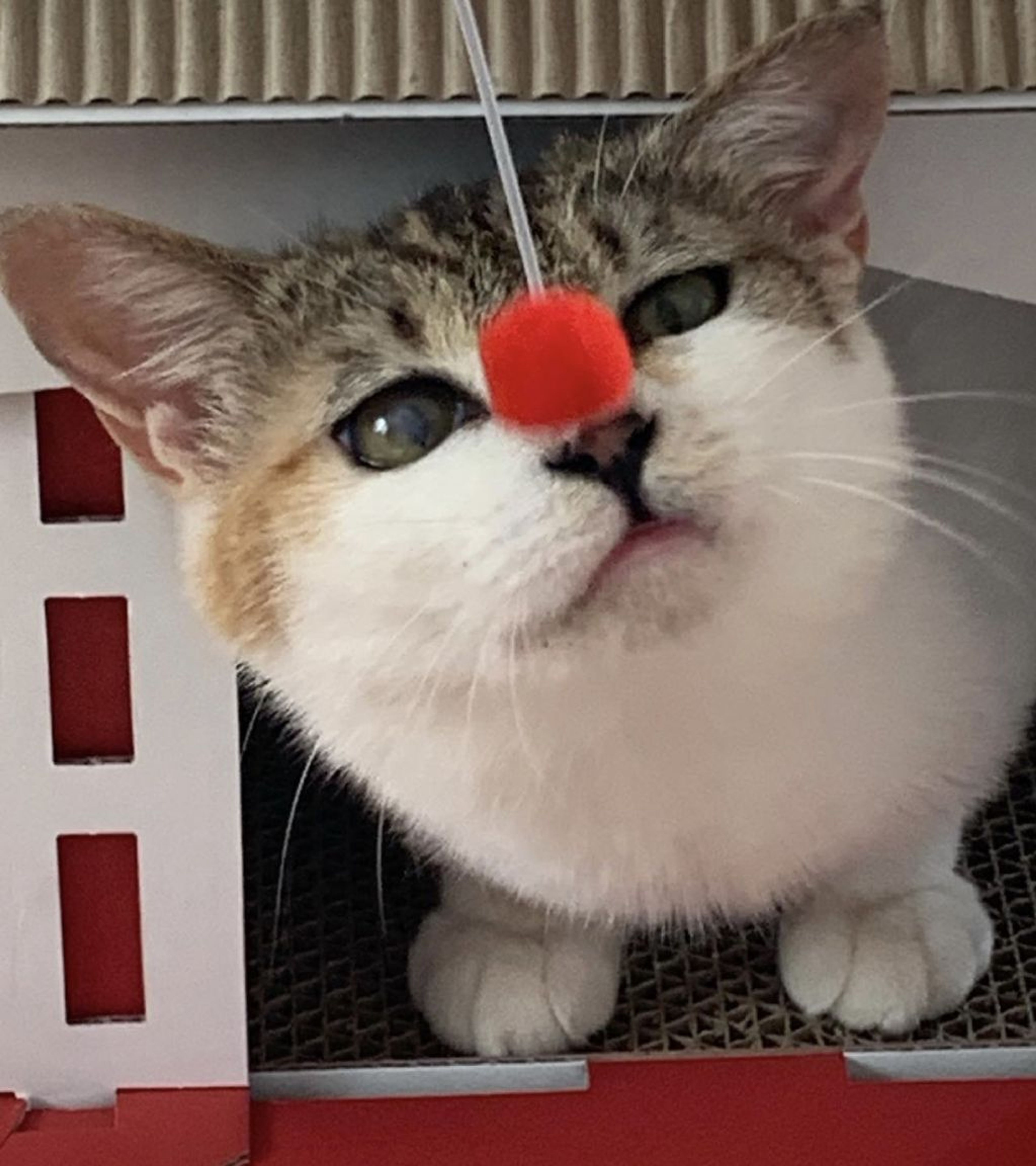 pet-image-6
