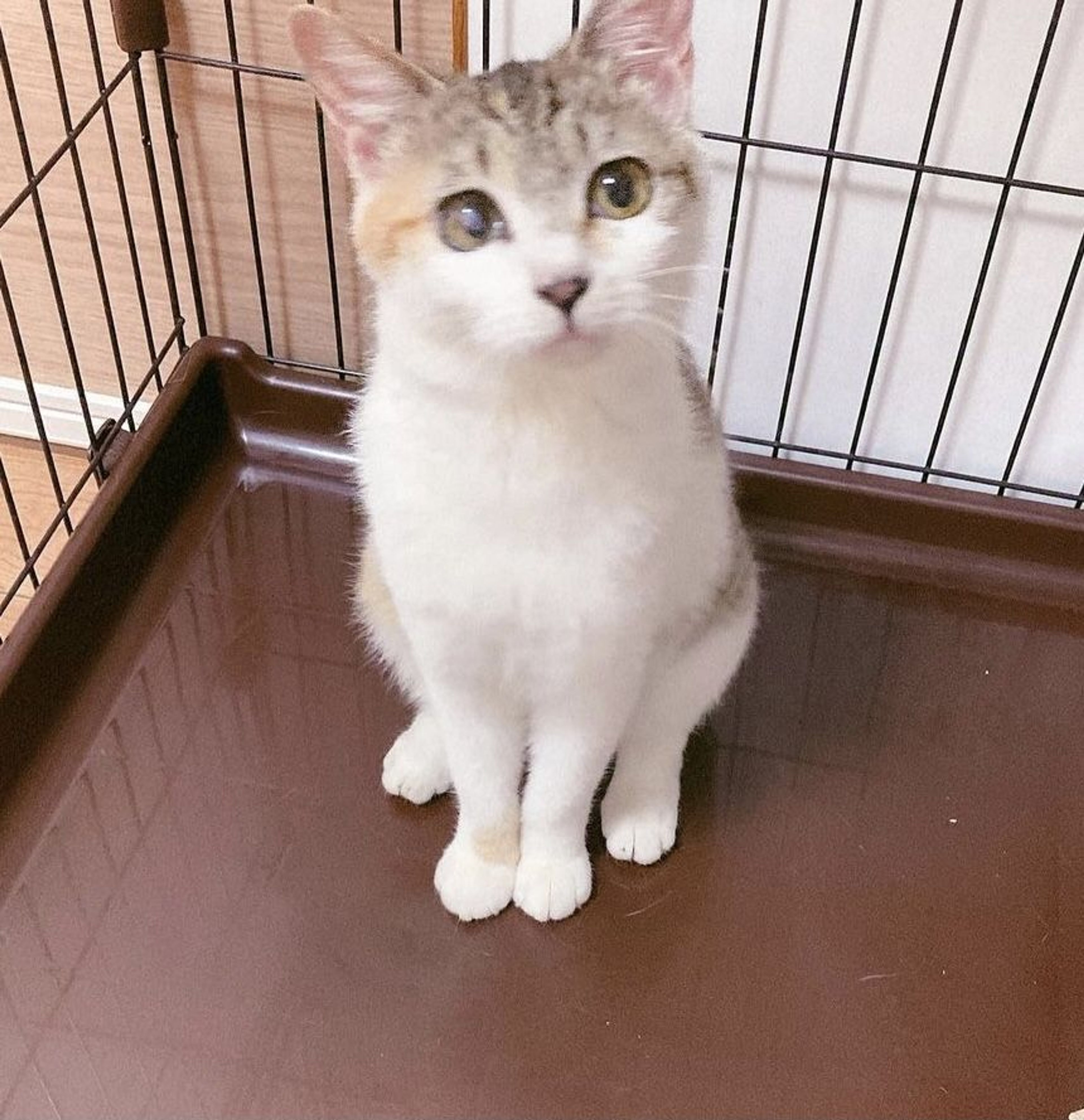 pet-image-7