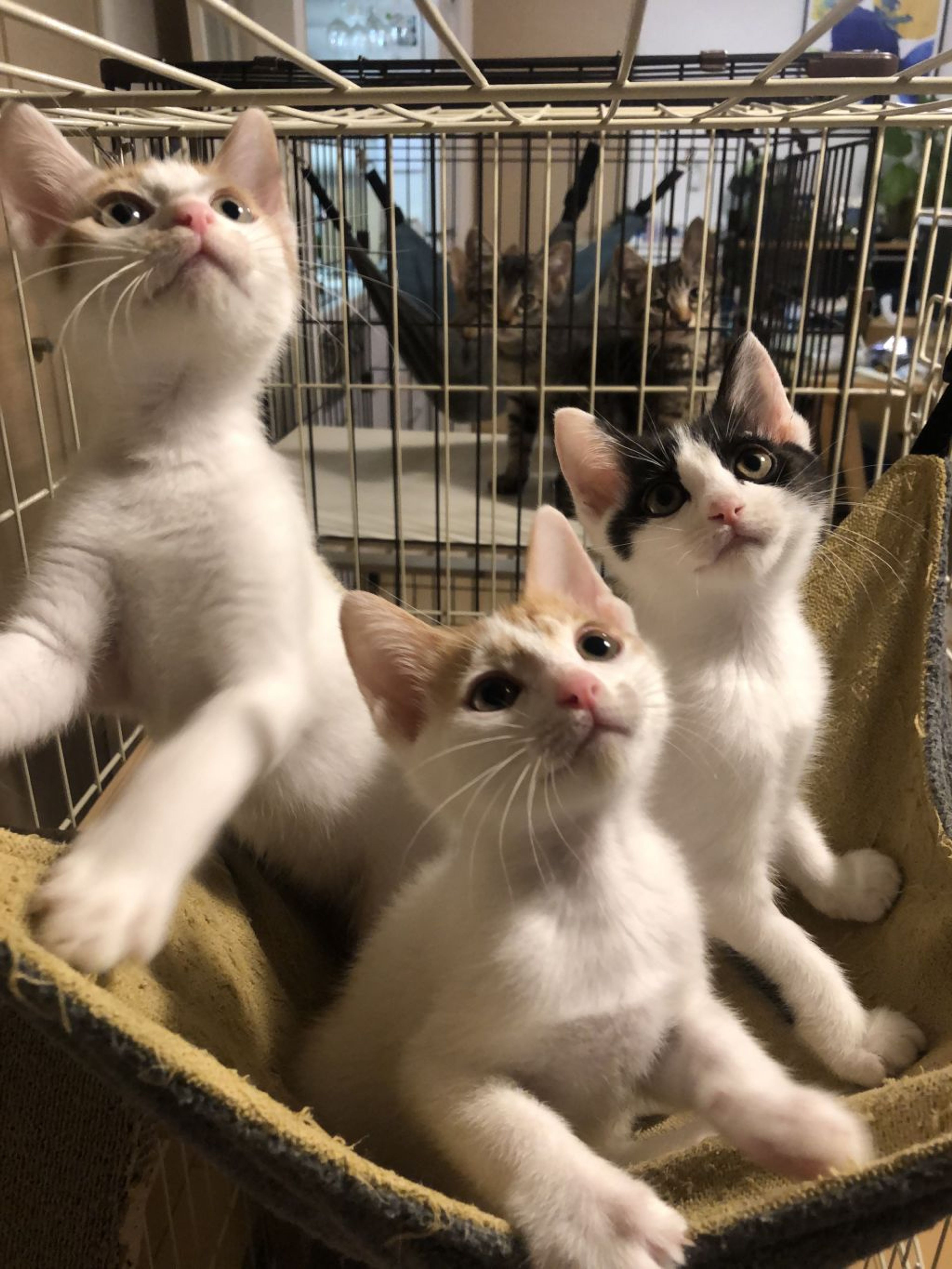 雑種（ミックス猫）・オスの里親募集の写真
